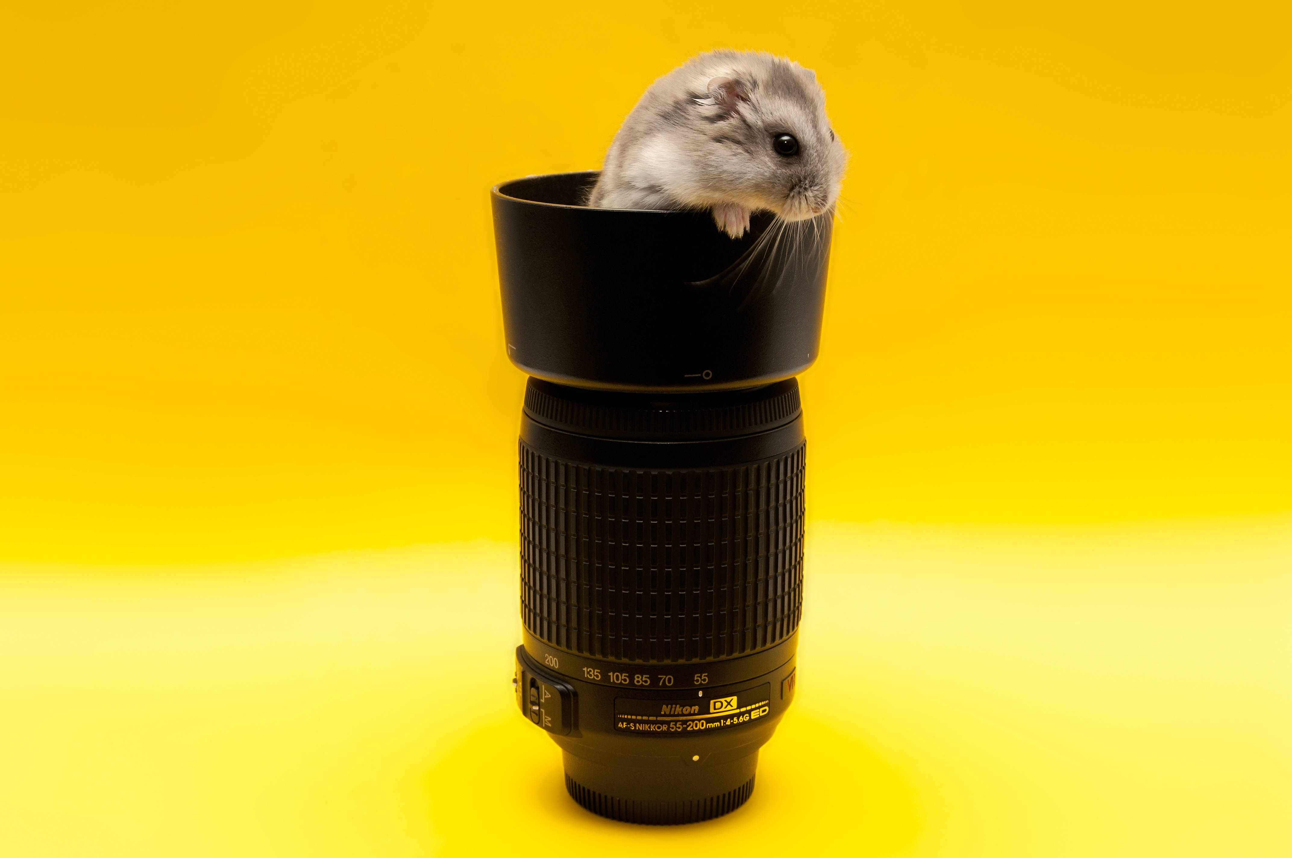Mouse 桌布 壁紙 — 一隻小灰倉鼠從黑色相機鏡頭的遮光罩中好奇地探出頭來，背景是鮮豔的黃色。