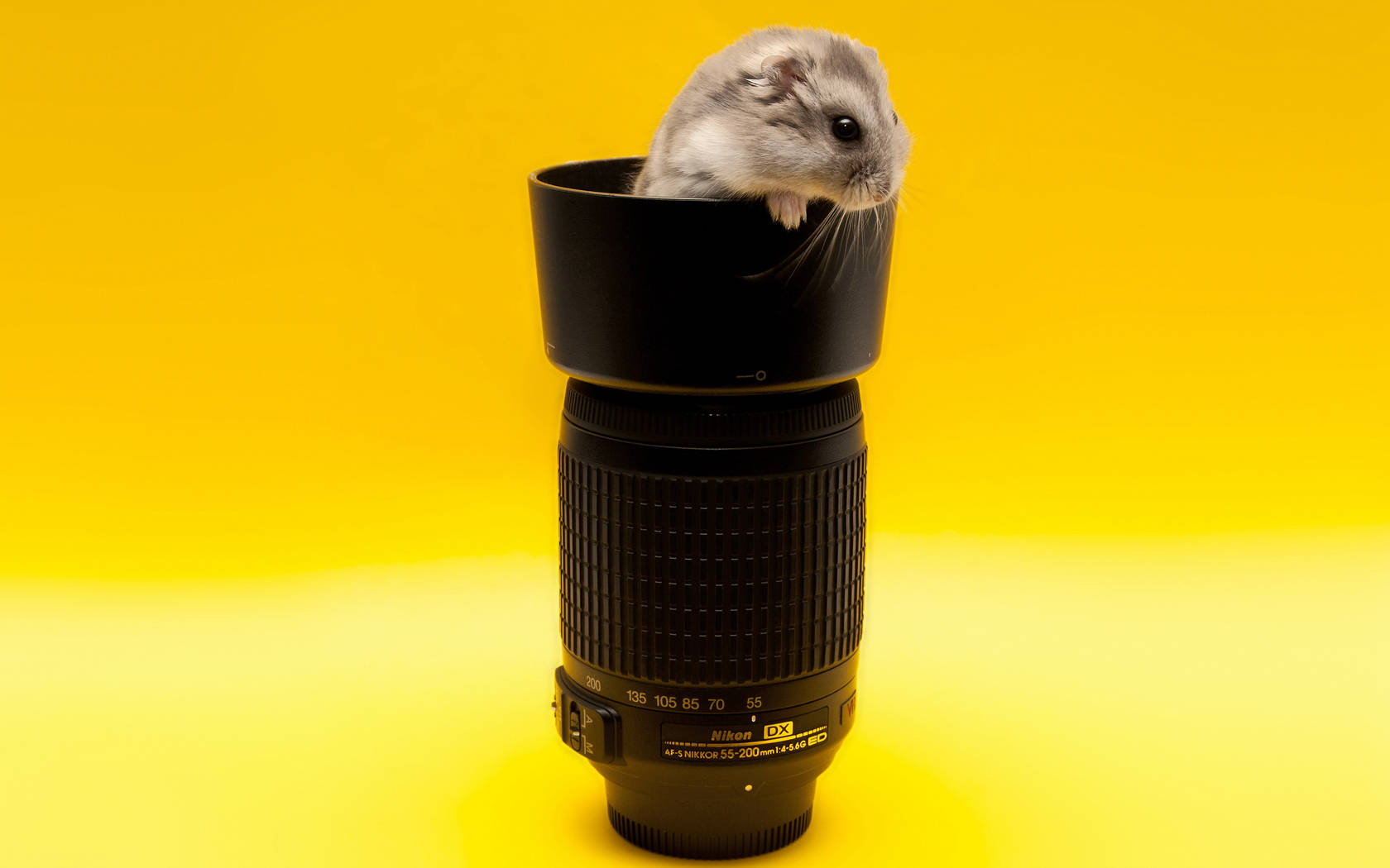 Mouse 桌布 壁紙 — 一隻小灰色倉鼠好奇地從黑色相機鏡頭的遮光罩中探出頭來，背景是鮮黃色。