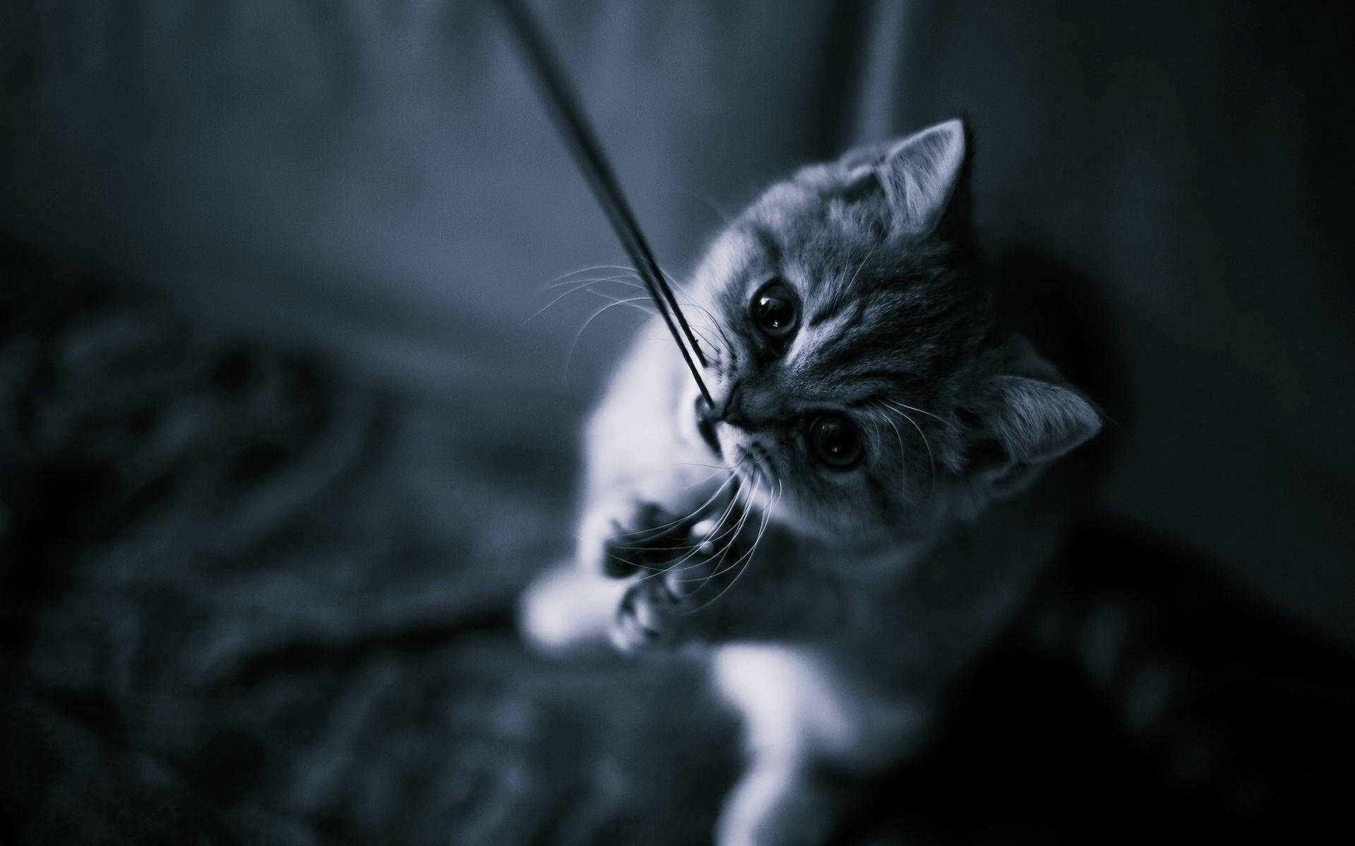 動物 桌布 壁紙 — 一隻小灰色虎斑貓在昏暗的房間裡，專注地看著面前懸掛的繩子。
