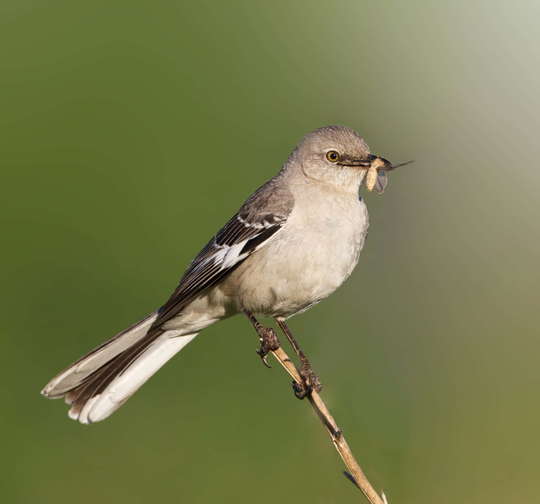 Mockingbird 桌布 壁紙 — 一隻小灰鳥棲息在樹枝上，喙裡叼著一條蟲，背景是柔和的綠色模糊效果。