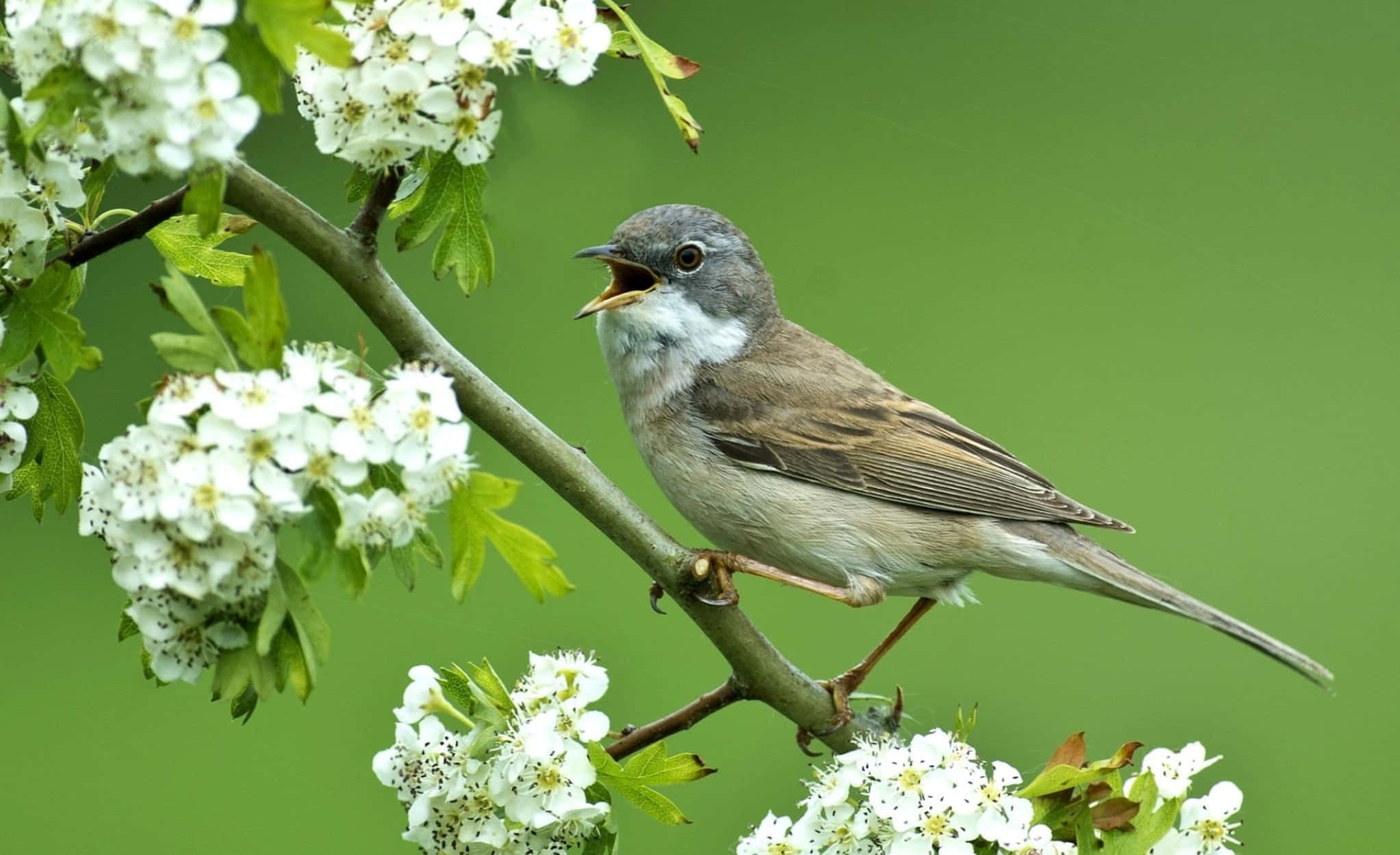 Birds Chirping 桌布 壁紙 — 一隻小灰鳥棲息在樹枝上，在柔和的綠色背景下，在簇簇精緻的白花中歌唱。