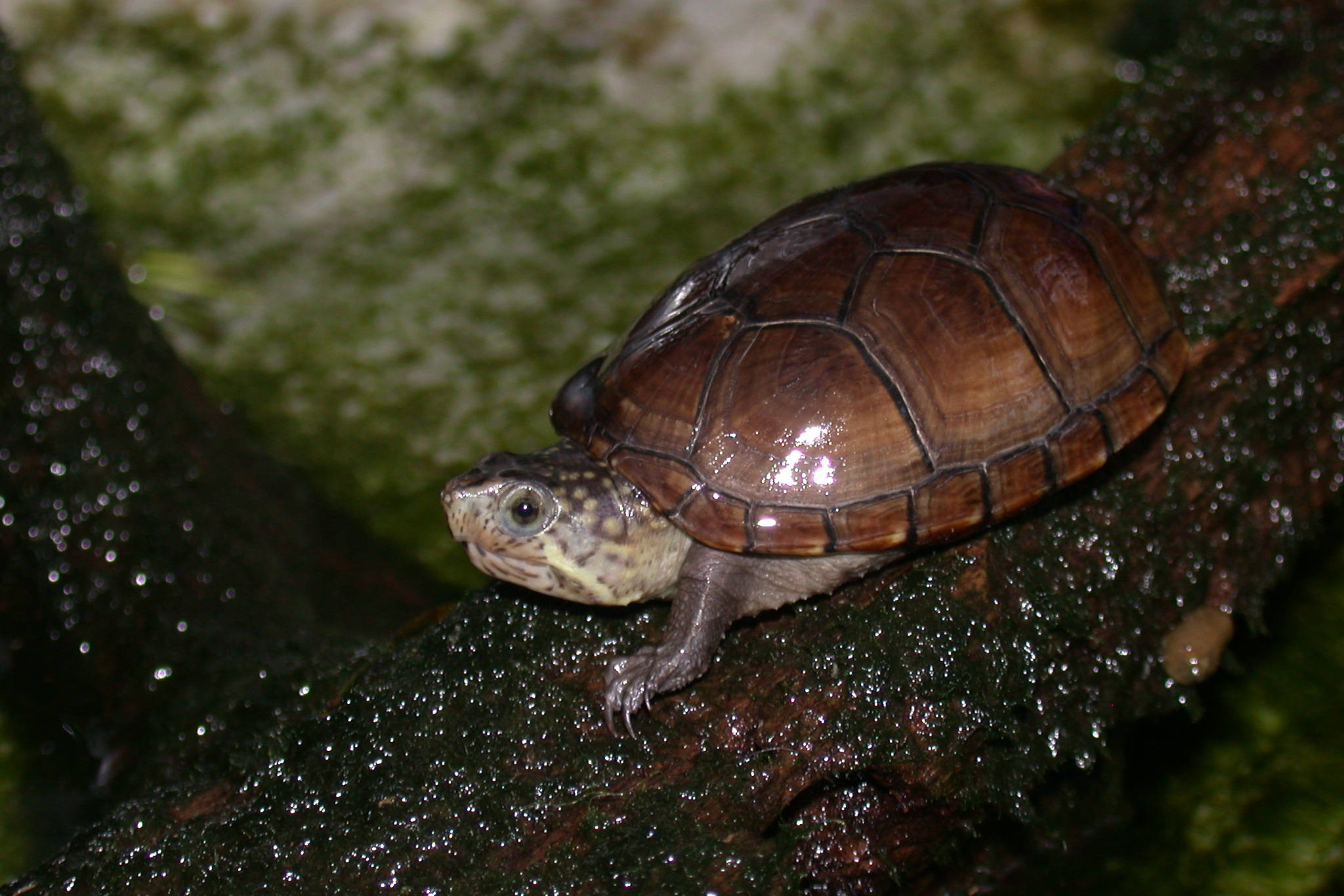 Turtle 桌布 壁紙 — 一隻小烏龜，有棕色殼和斑點頭，在靠近綠色水的潮濕苔蘚樹枝上休息。