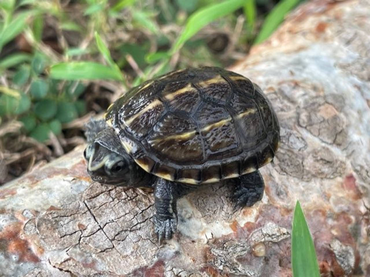 Turtle 桌布 壁紙 — 一隻小烏龜，有深色殼和黃色條紋，在一個有紋理的樹樁上休息，周圍是綠色的草。
