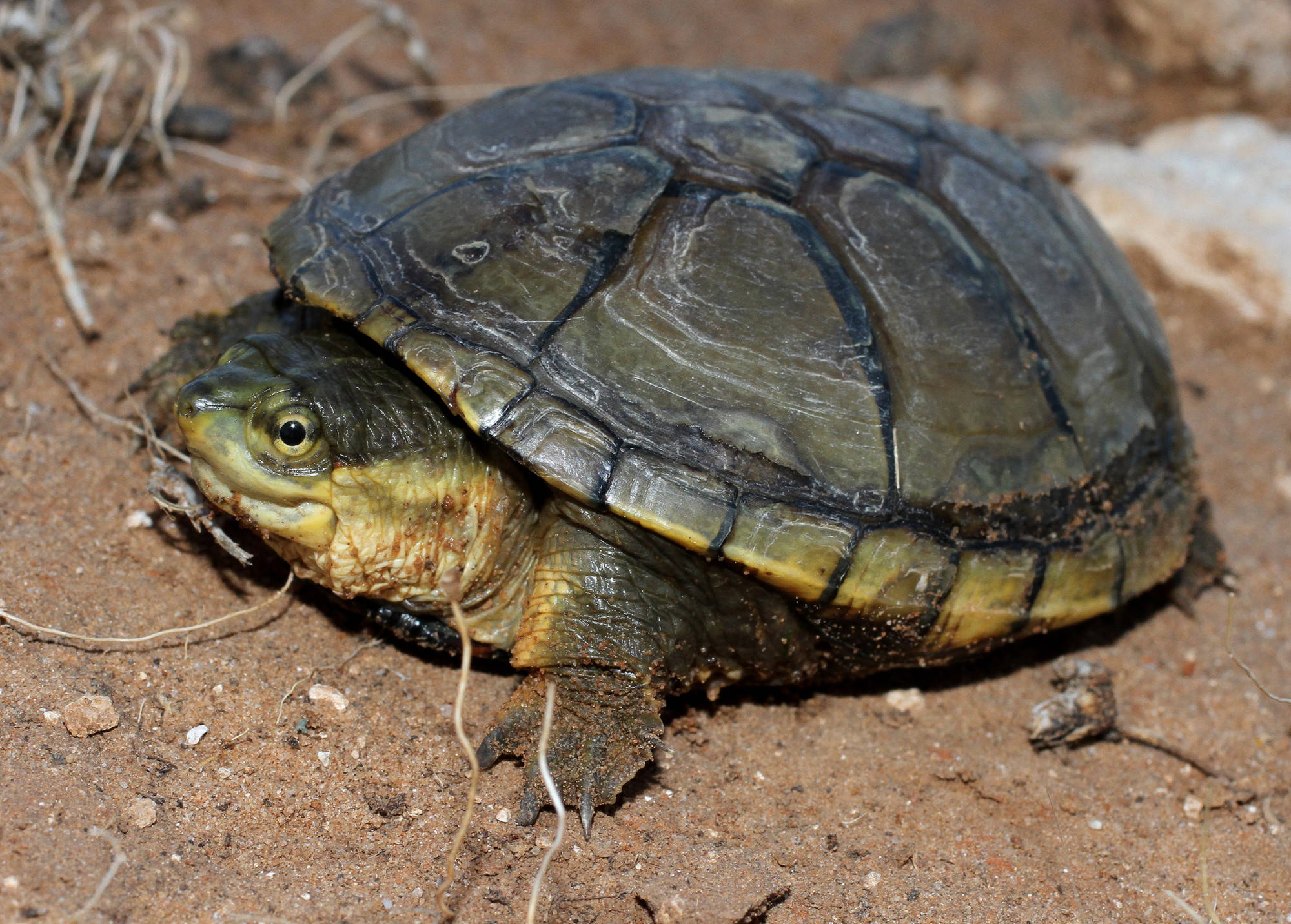 Turtle 桌布 壁紙 — 一隻小烏龜，有著深色圖案的殼和淡黃色的頭，從乾燥的泥土中在散落的樹枝之間出現。