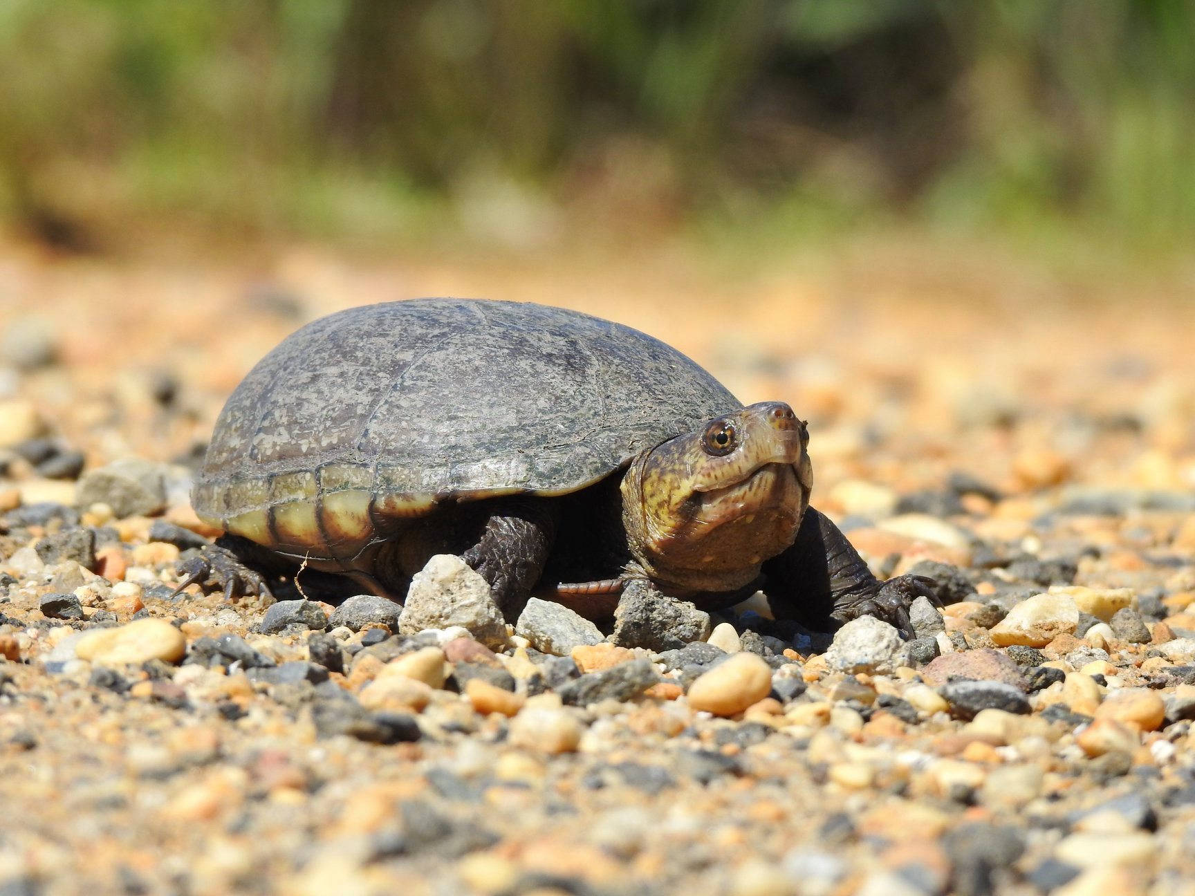 Turtle 桌布 壁紙 — 一隻小烏龜，有著灰色龜殼和黃色頭部，在陽光普照的碎石路上緩慢爬行。