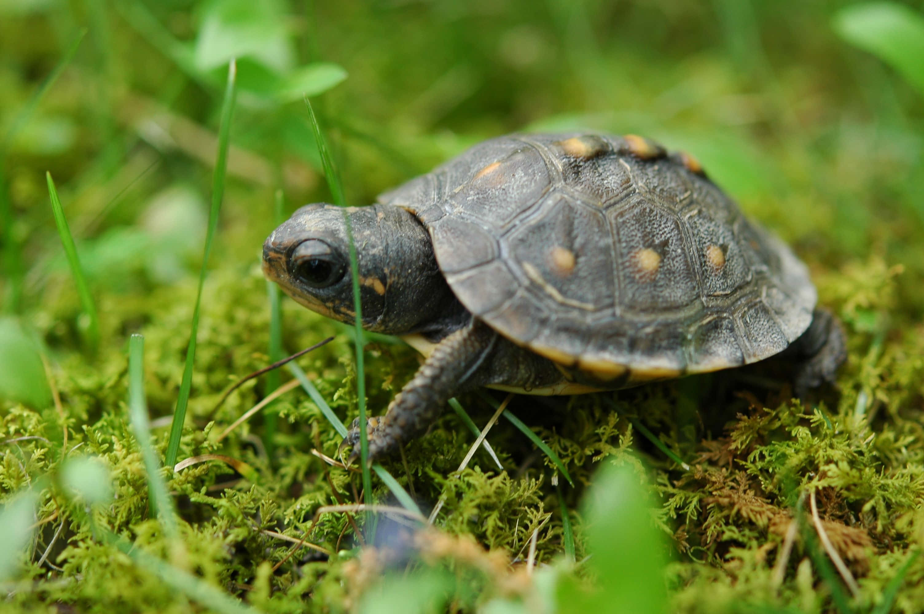 Turtle 桌布 壁紙 — 一隻小烏龜，殼上有橙色斑點，在充滿活力的綠色苔蘚和草叢中爬行。