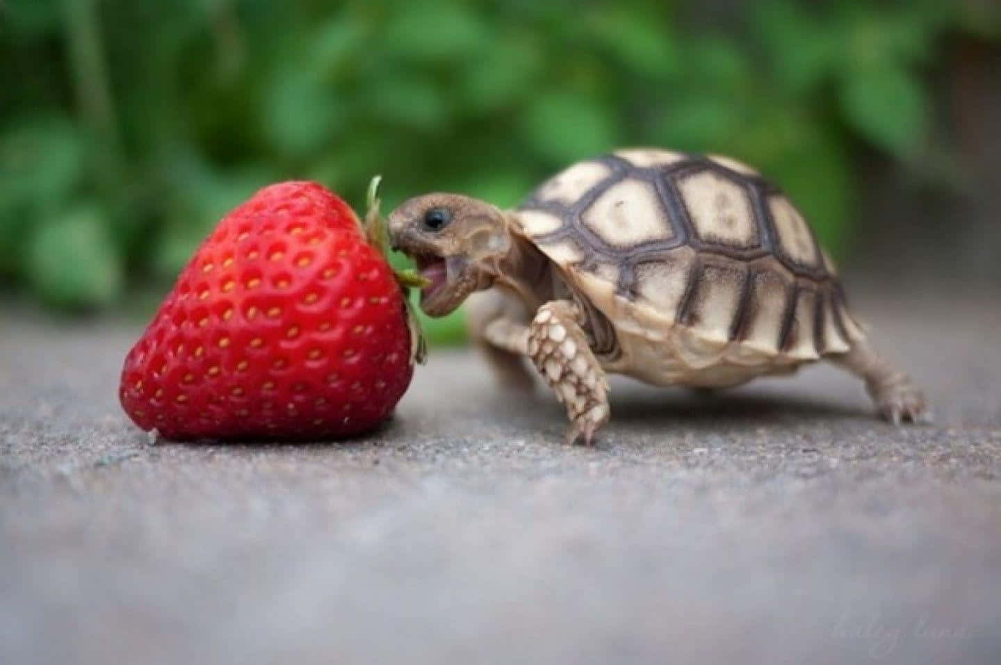Funny Turtle 桌布 壁紙 — 一隻小烏龜在灰色路面上咬著一顆鮮紅的草莓，背景是模糊的茂密綠葉。