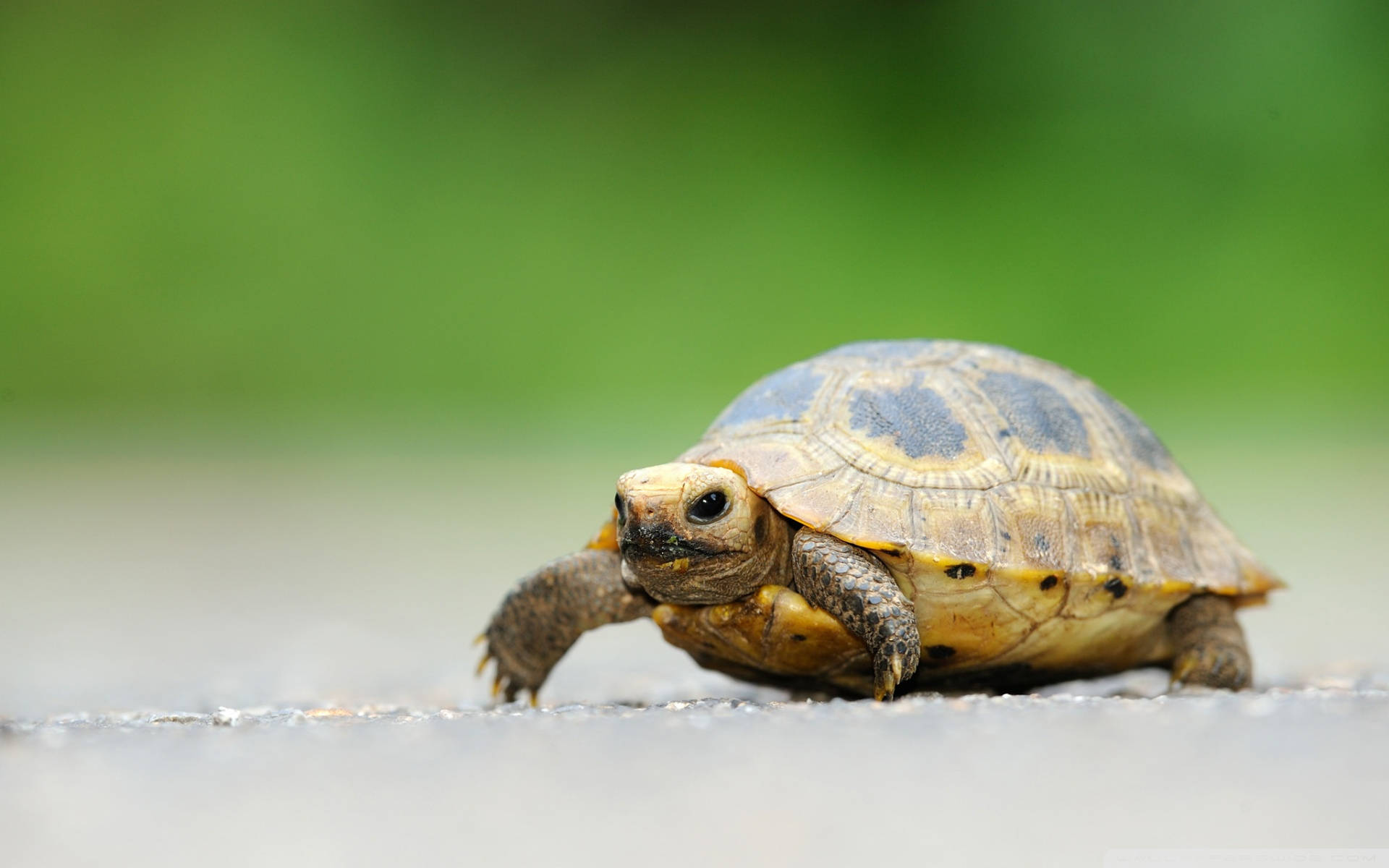 Turtle 桌布 壁紙 — 一隻小烏龜帶有圖案龜殼，緩慢地穿越鋪砌小路，背景是柔和綠色的特寫。