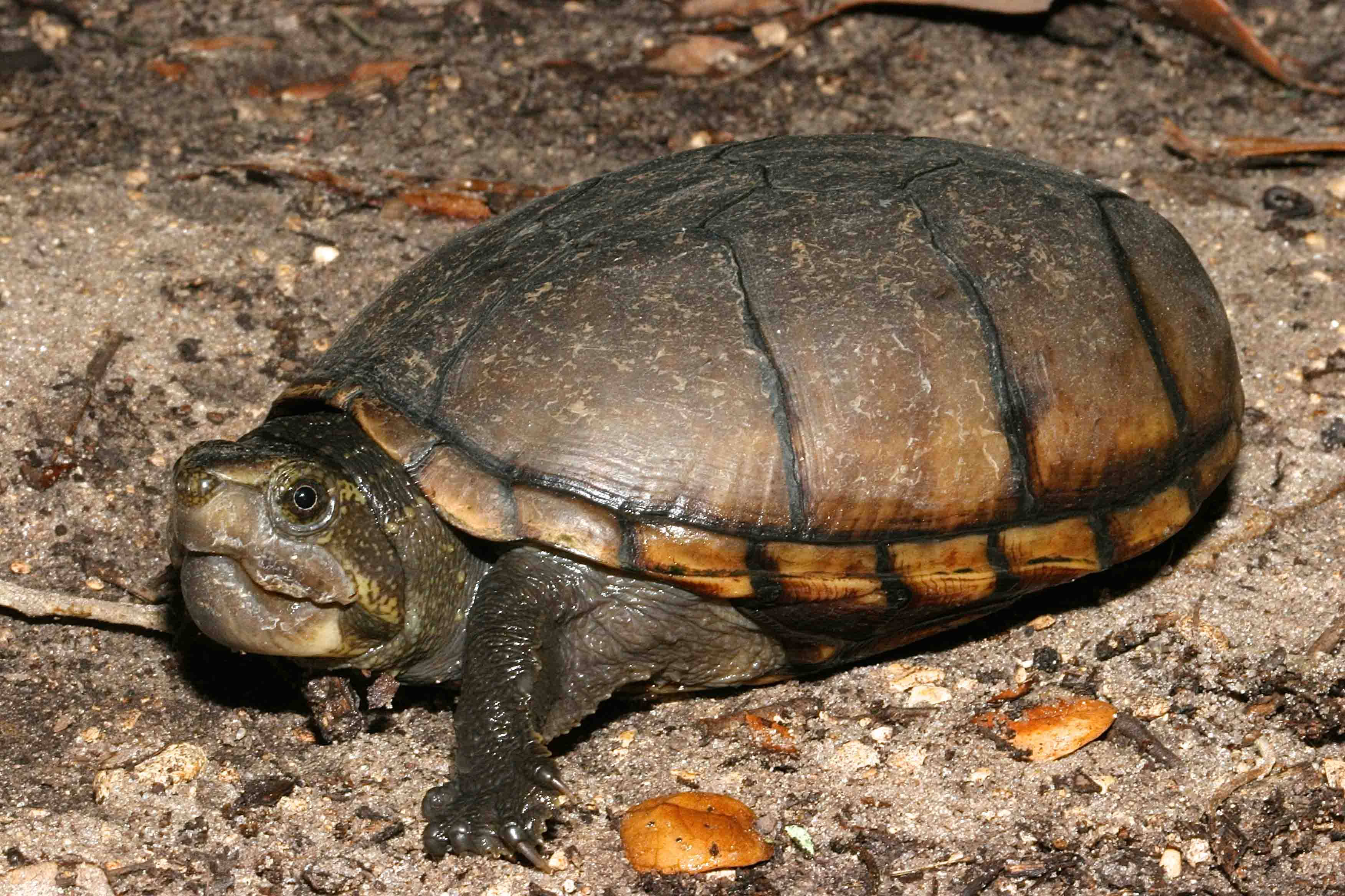 wildlife 桌布 壁紙 — 一隻小烏龜的特寫照片，擁有深棕色外殼和淡黃色斑紋，在沙地上爬行。
