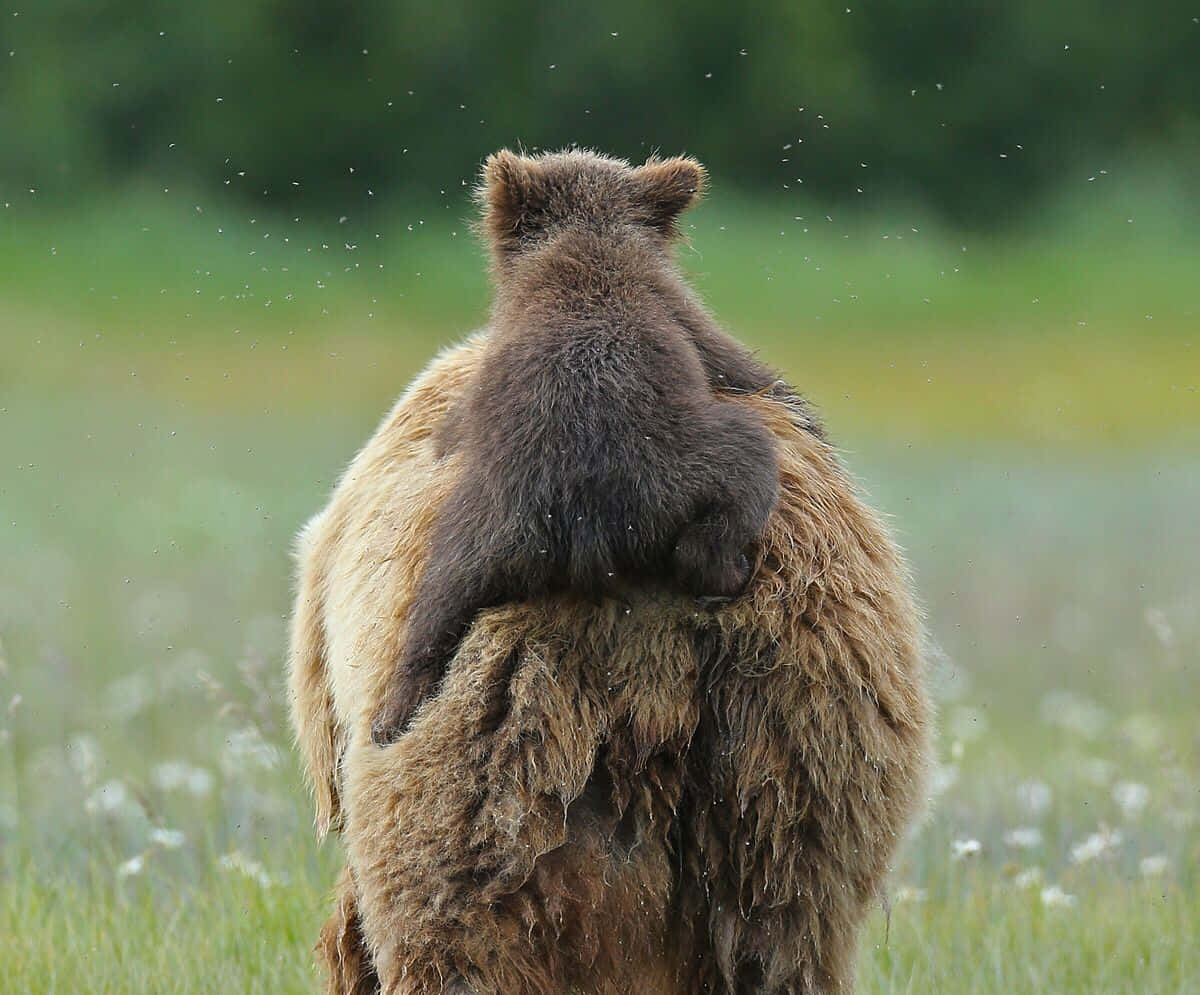 Bear Attack 桌布 壁紙 — 一隻小熊緊緊抓住媽媽的背，媽媽正在草地上抖落雨滴。