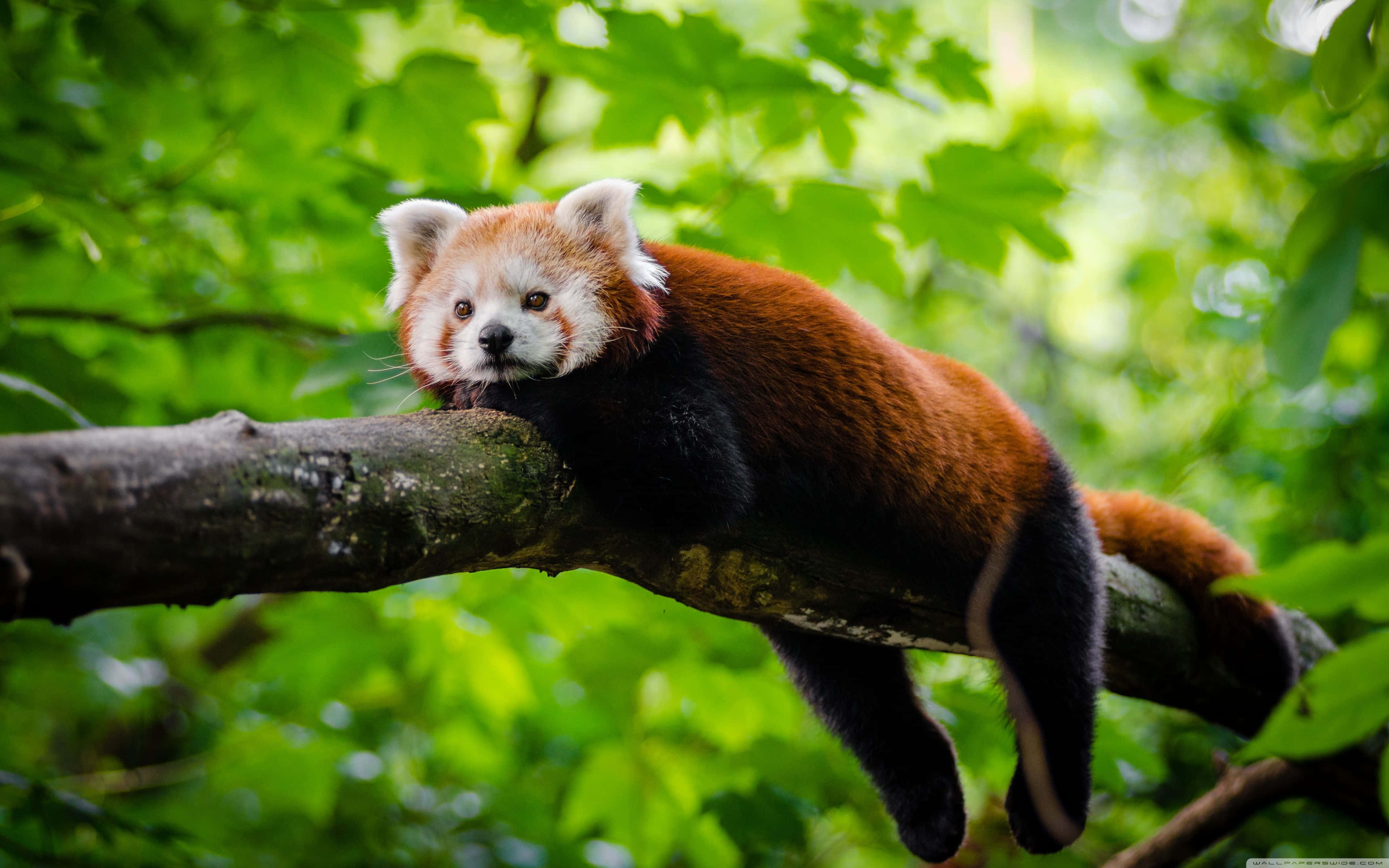 Cute Red Panda 桌布 壁紙 — 一隻小熊貓在佈滿苔蘚的樹枝上放鬆休息，周圍是充滿活力的綠色樹葉。