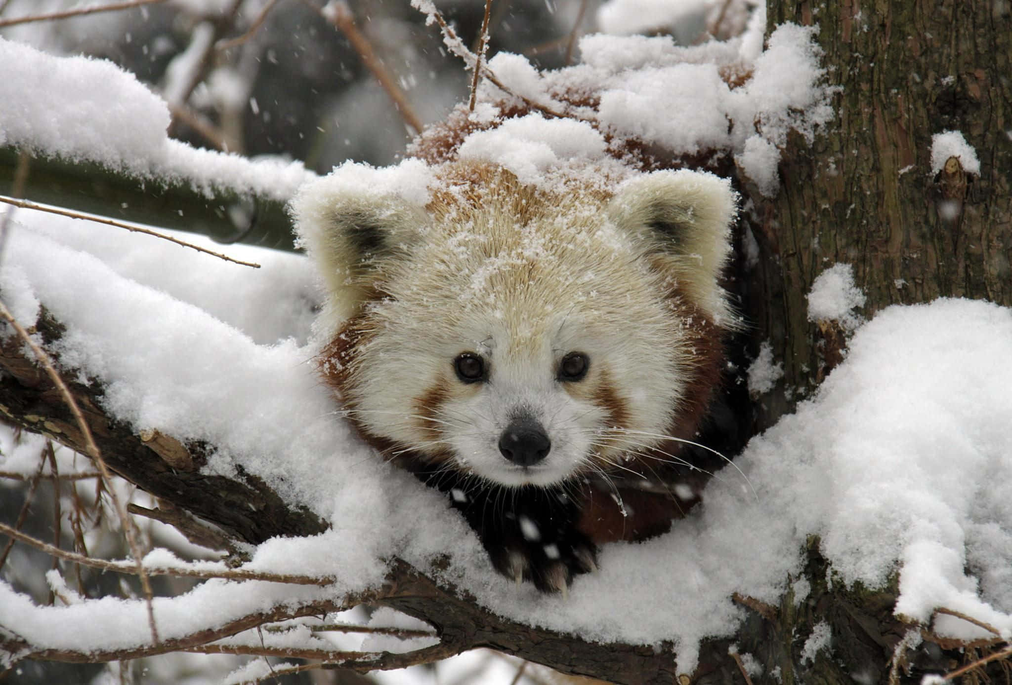 Red Panda 桌布 壁紙 — 一隻小熊貓在冬季森林中從積雪的樹枝上好奇地探出頭來。