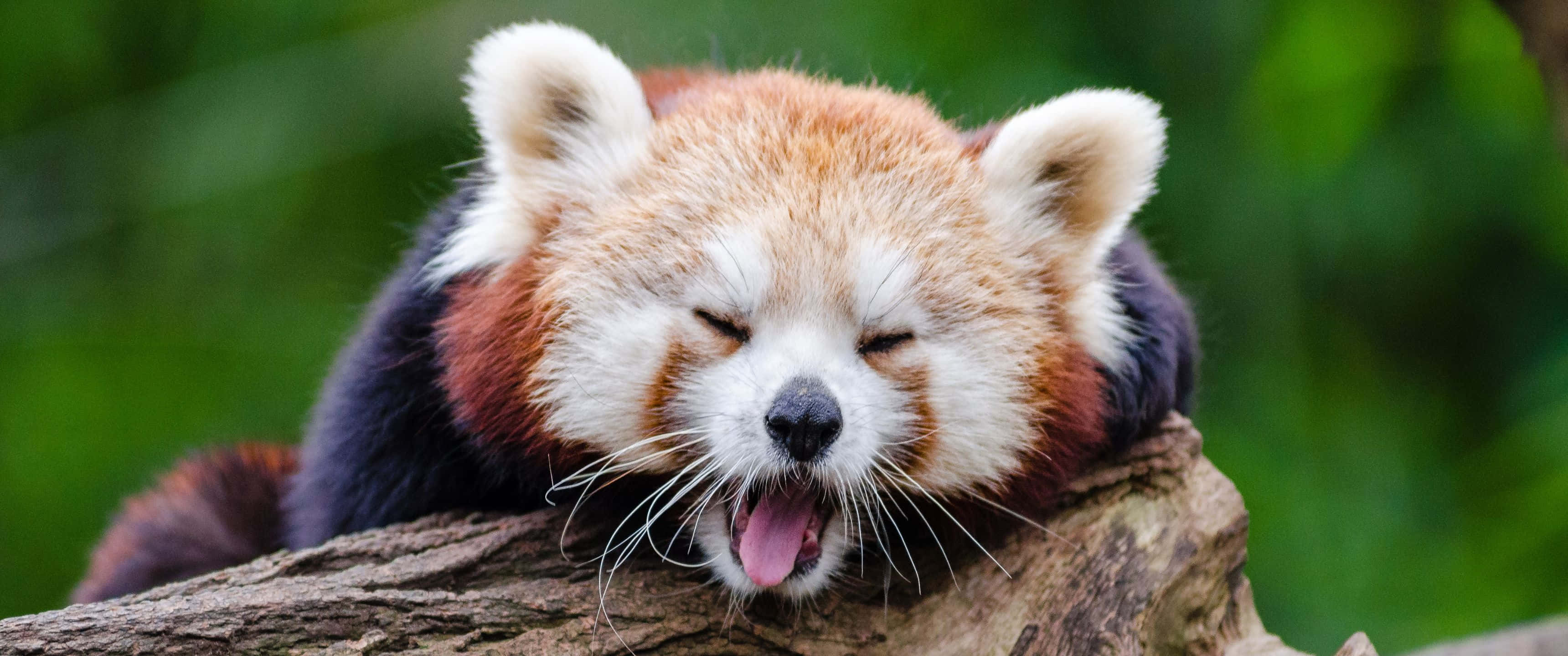 動物 桌布 壁紙 — 一隻小熊貓在茂密的綠色森林中，將頭擱在長滿苔蘚的樹枝上，張大嘴巴打呵欠。
