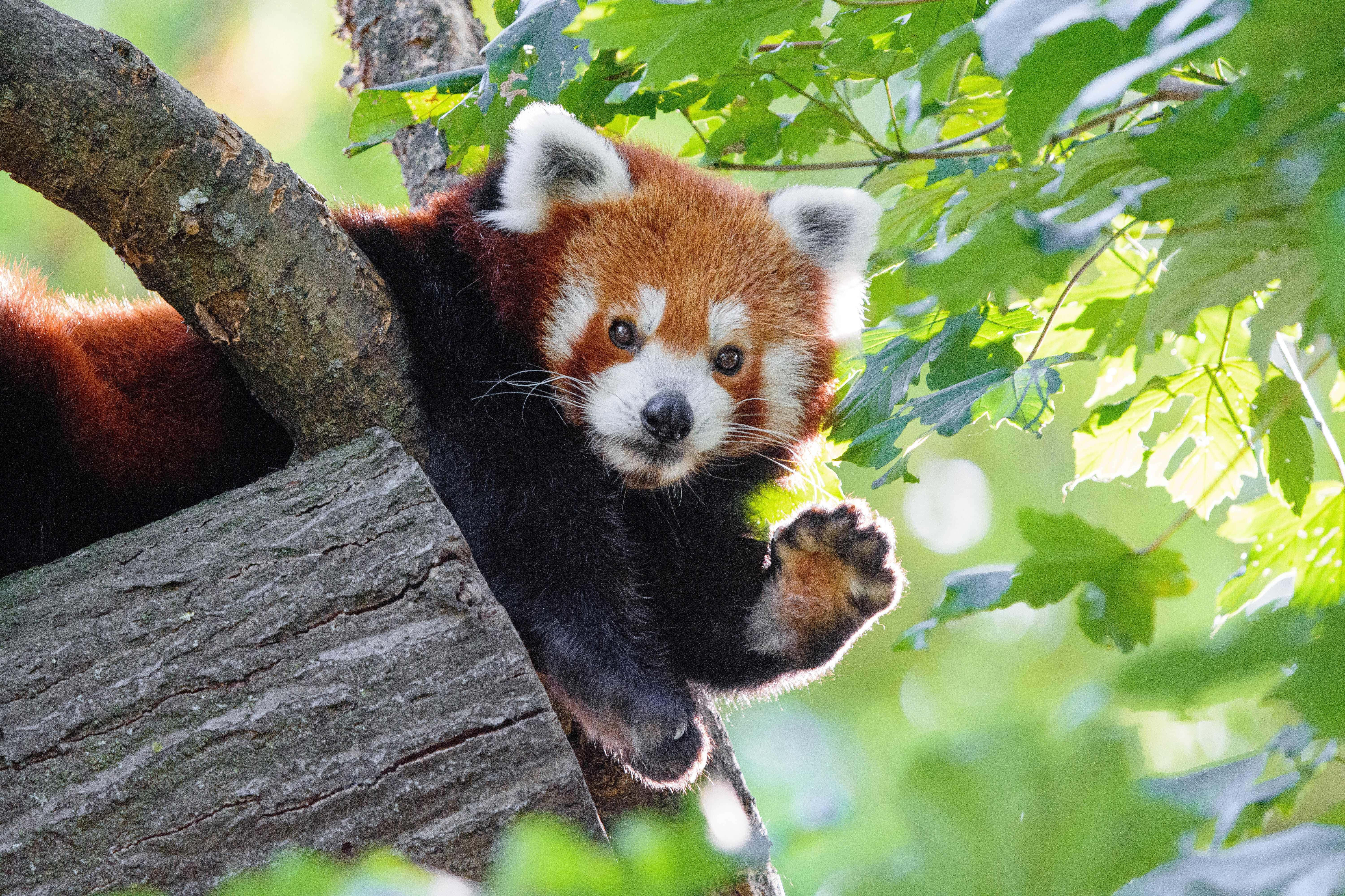 Red Panda 桌布 壁紙 — 一隻小熊貓在茂密綠葉包圍的樹枝後面好奇地探出頭來，在明亮陽光下。