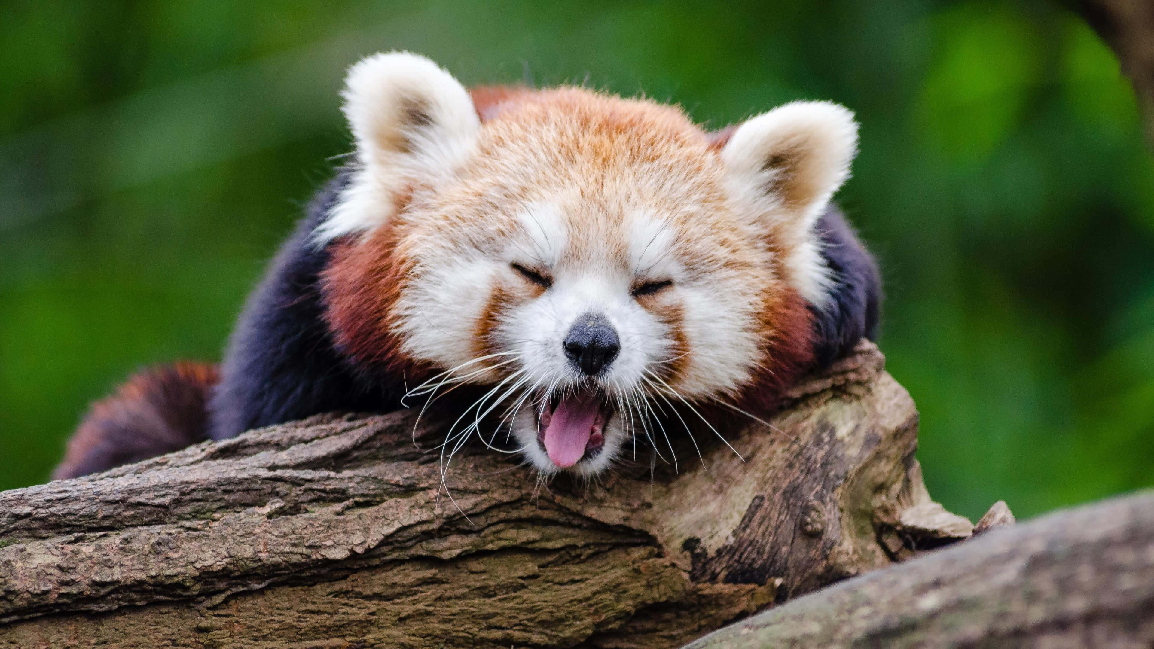 Really Cute Animal 桌布 壁紙 — 一隻小熊貓在茂密翠綠的森林中，於長滿苔蘚的樹枝上休息時打了一個大呵欠。