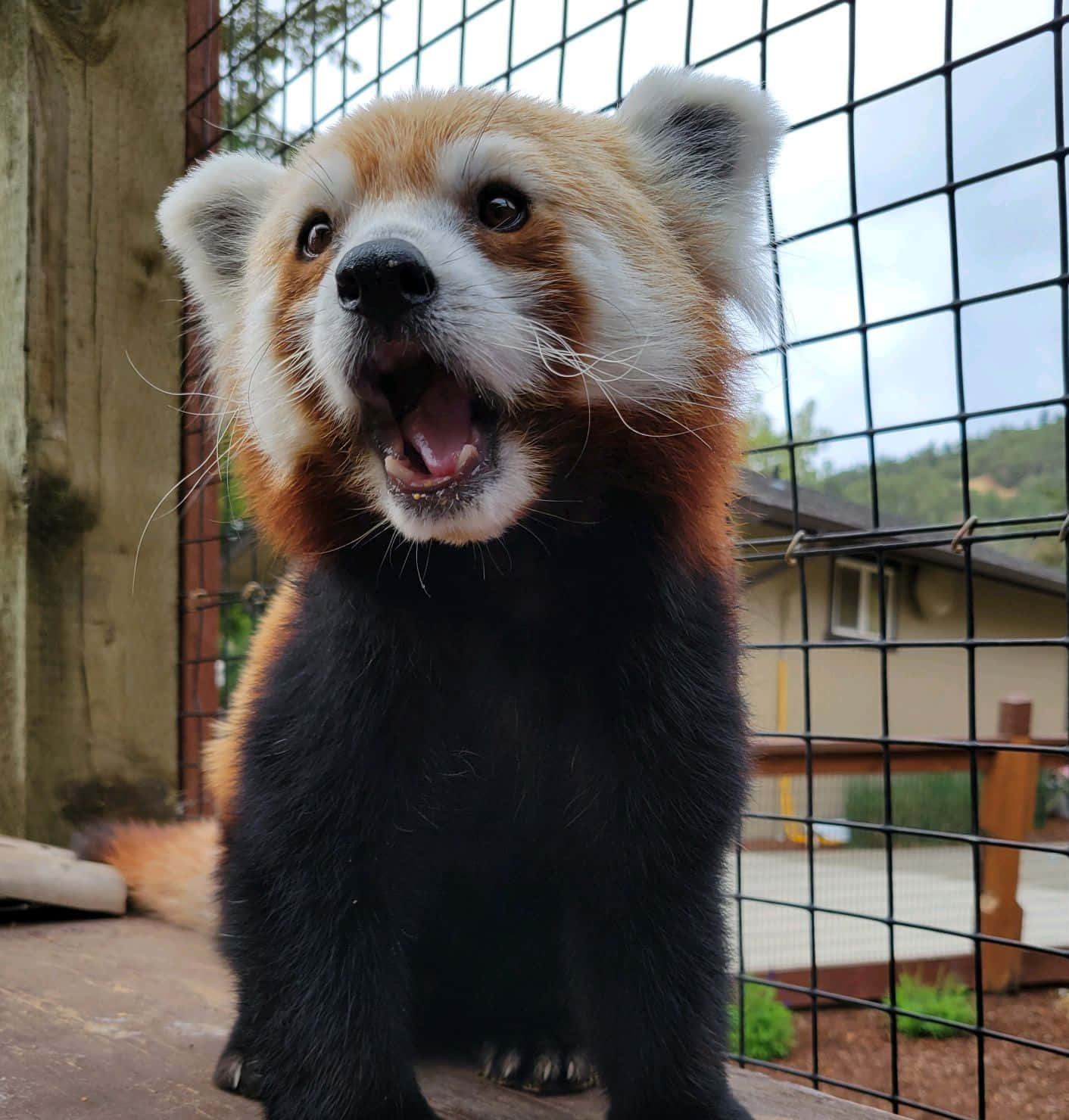 動物 桌布 壁紙 — 一隻小熊貓在鐵絲圍欄內直立坐著，張開嘴巴，表情頑皮或驚訝。