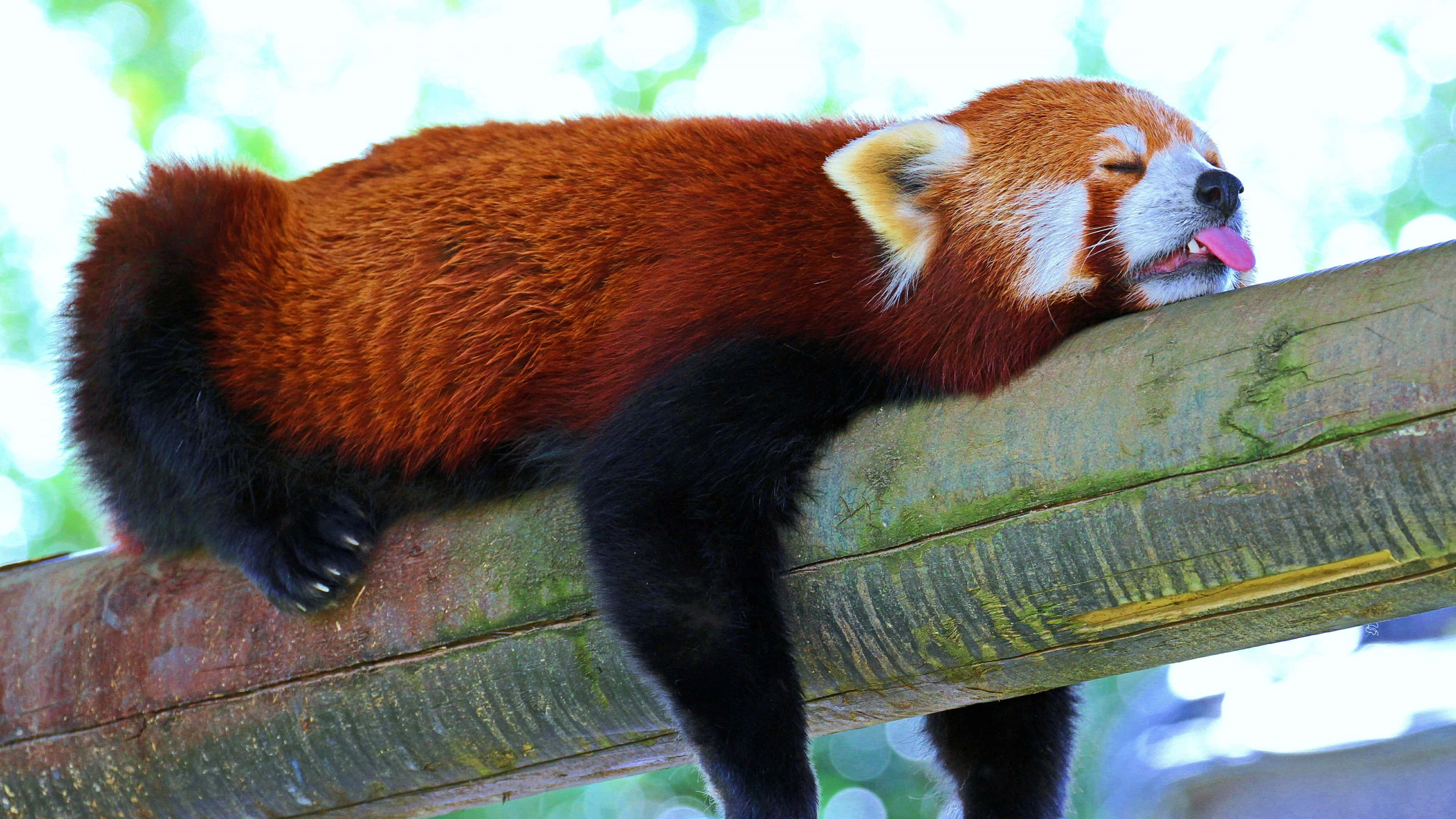 Cute Red Panda 桌布 壁紙 — 一隻小熊貓在長滿苔蘚的木樑上閉著眼睛、伸出舌頭，對著明亮模糊的綠色背景幸福地休息。