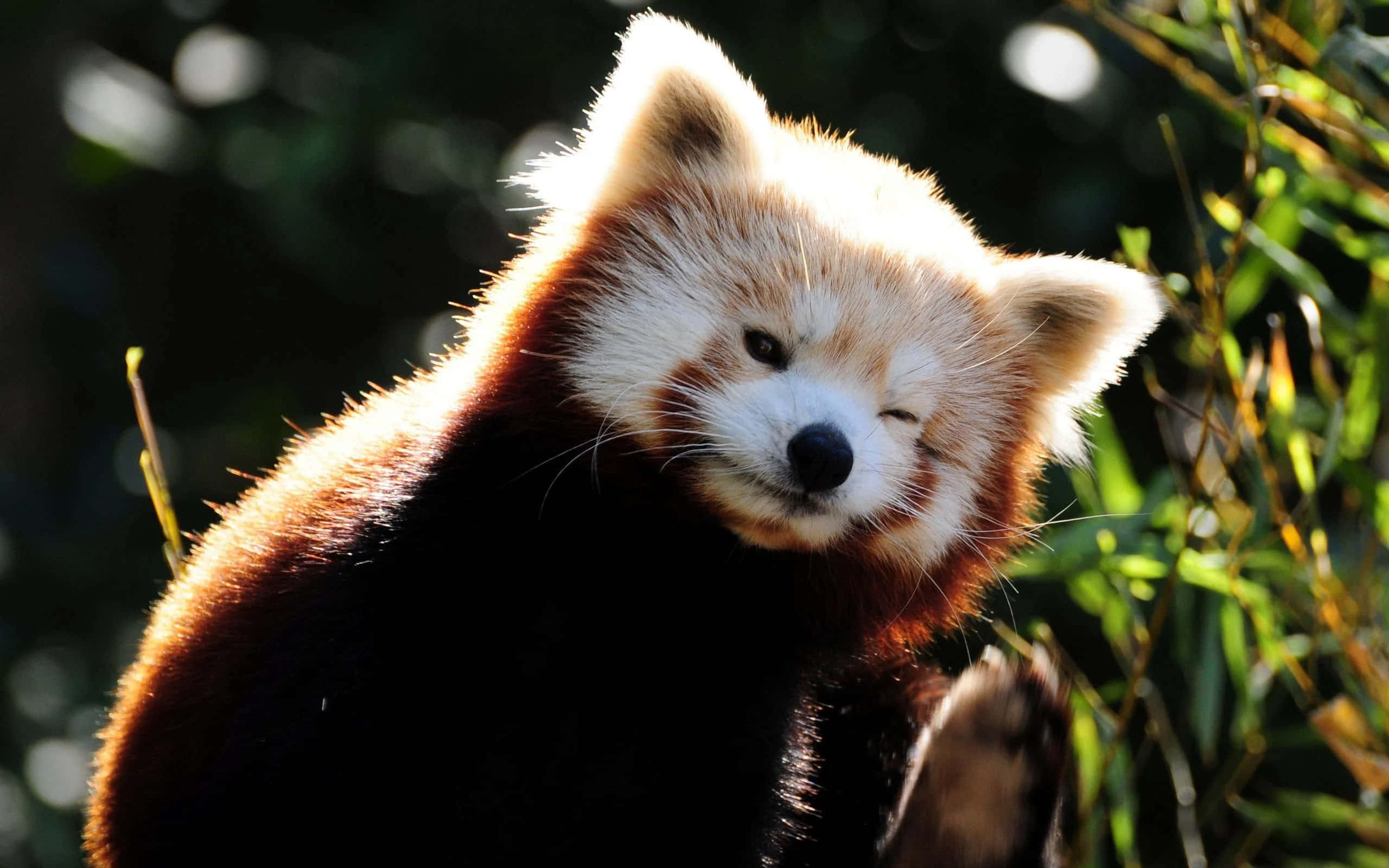 Red Panda 桌布 壁紙 — 一隻小熊貓在陽光下曬太陽，閉上一隻眼睛，周圍是模糊的綠色樹葉。