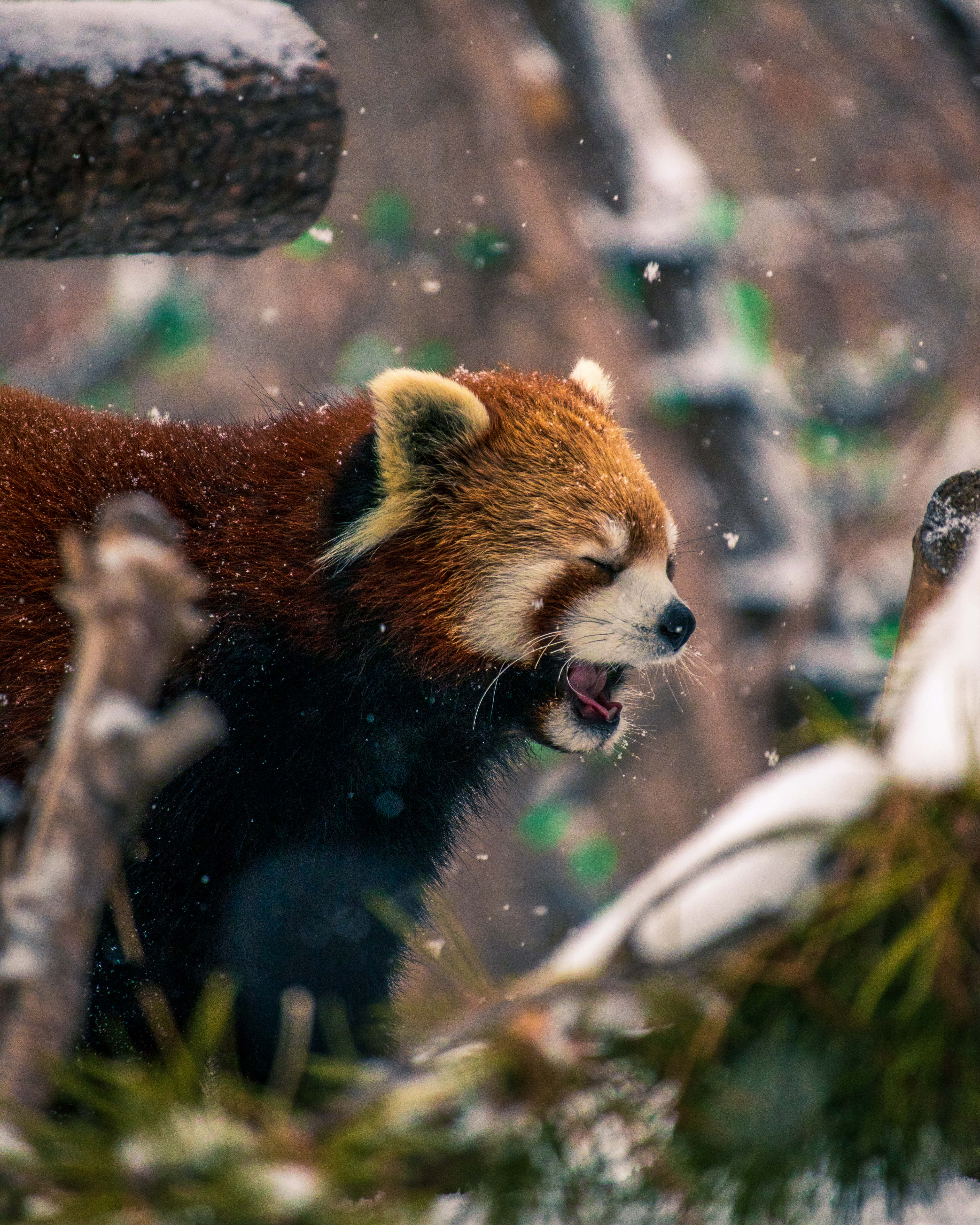 Cute Red Panda 桌布 壁紙 — 一隻小熊貓在雪中的森林裡大大地打了個哈欠，周圍有雪花飄落。