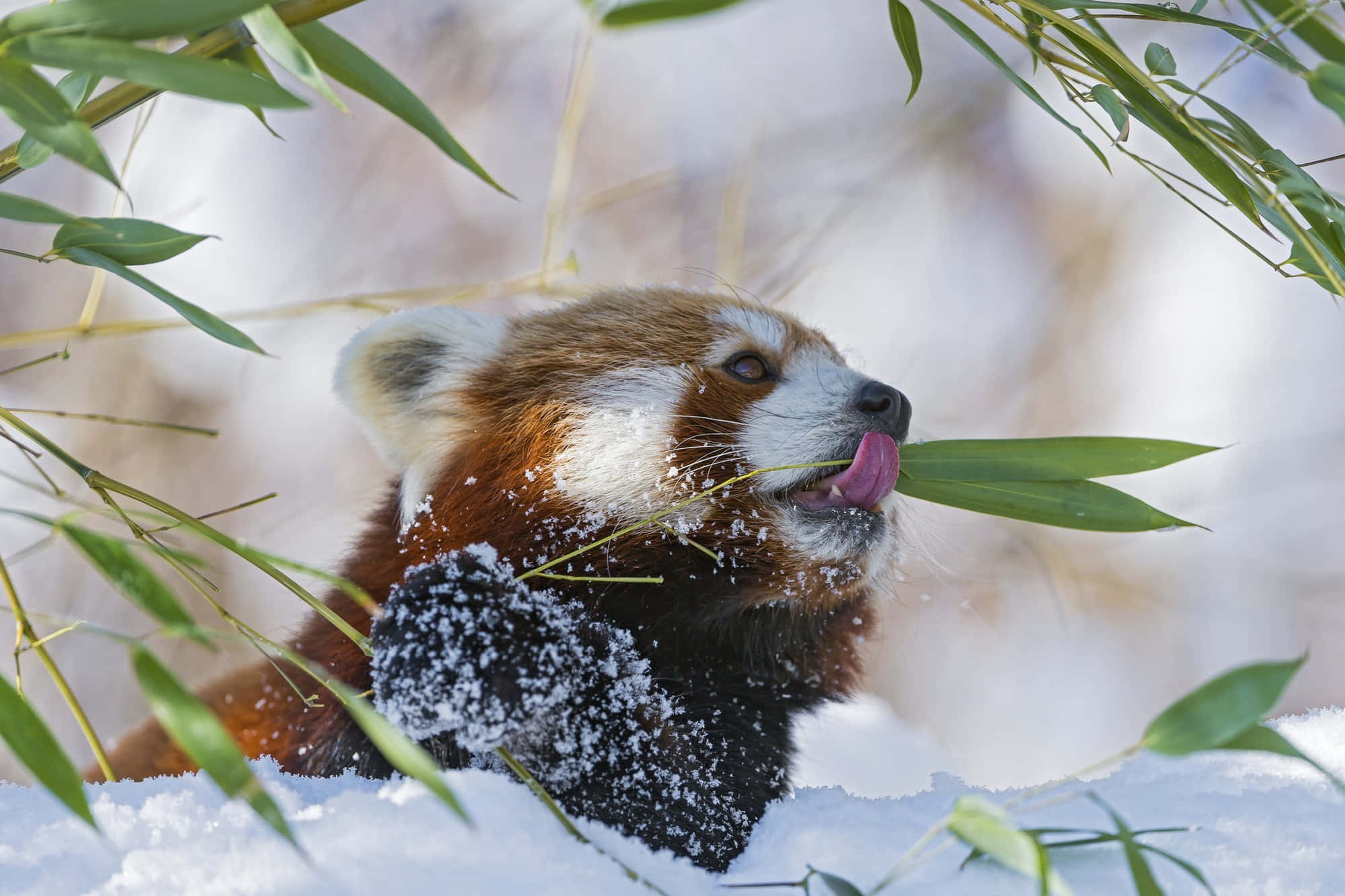 Red Panda 桌布 壁紙 — 一隻小熊貓在雪白的冬天嚼著竹子，雪花灑落在牠的毛髮和爪子上。