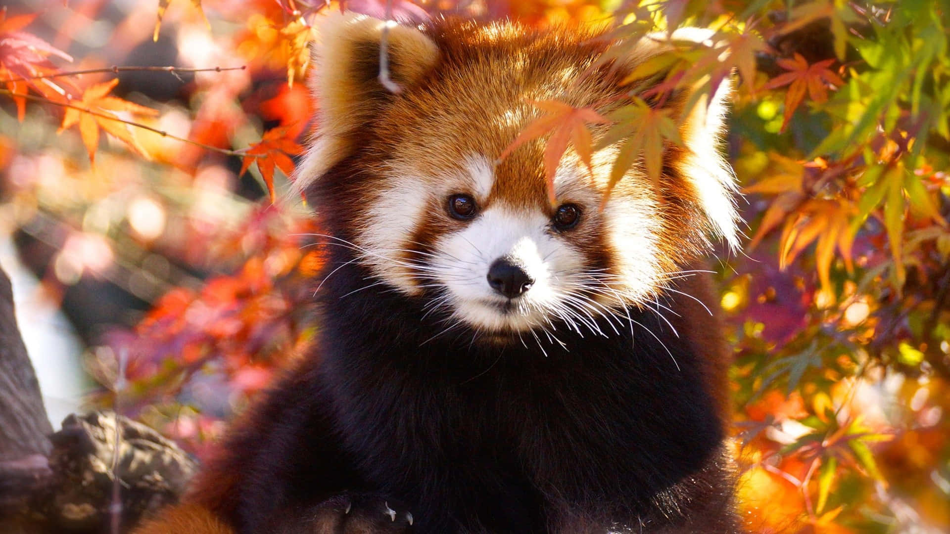 Red Panda 桌布 壁紙 — 一隻小熊貓好奇地透過沐浴在溫暖金色陽光下的鮮豔秋葉窺視。