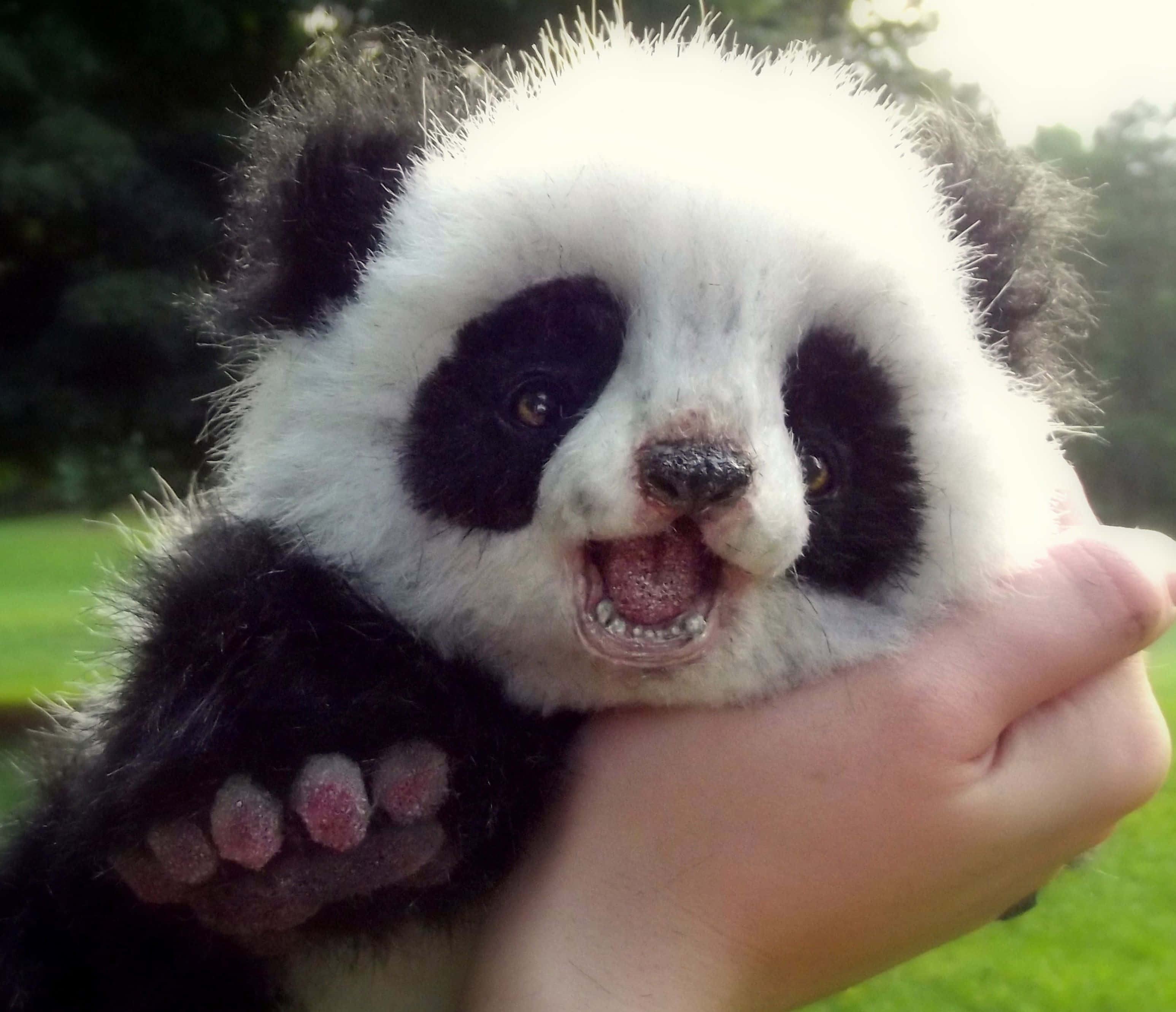 Cute Baby Animal 桌布 壁紙 — 一隻小熊貓寶寶被人用手托住的特寫，張開嘴露出細小的牙齒。