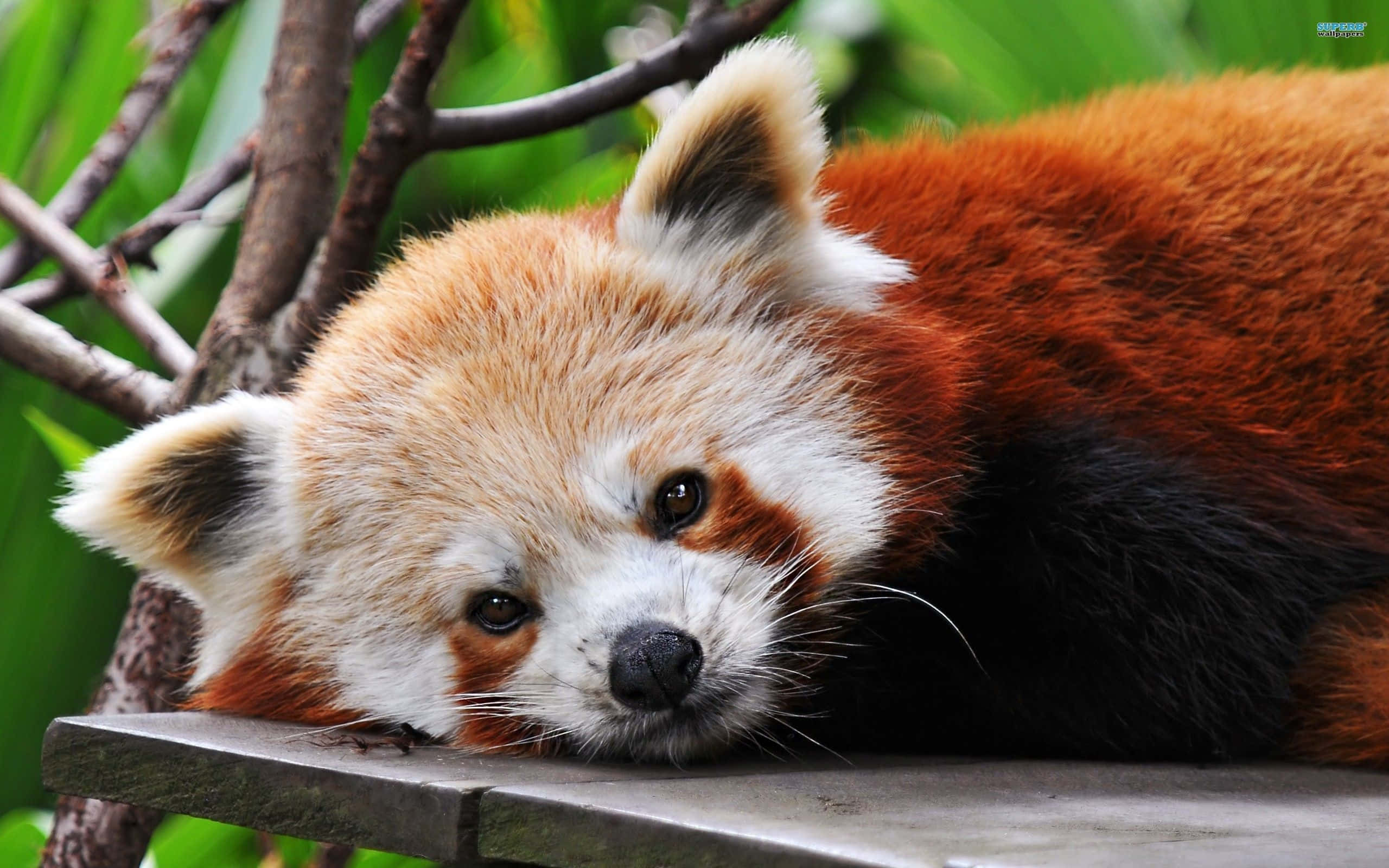 Cute Red Panda 桌布 壁紙 — 一隻小熊貓將頭靠在一個被茂密綠色樹葉和樹枝環繞的木架上。