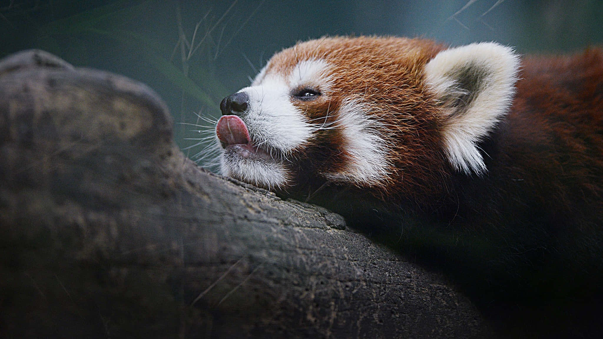 Cute Red Panda 桌布 壁紙 — 一隻小熊貓將頭靠在長滿苔蘚的木頭上，伸出舌頭，在霧氣瀰漫的森林環境中。