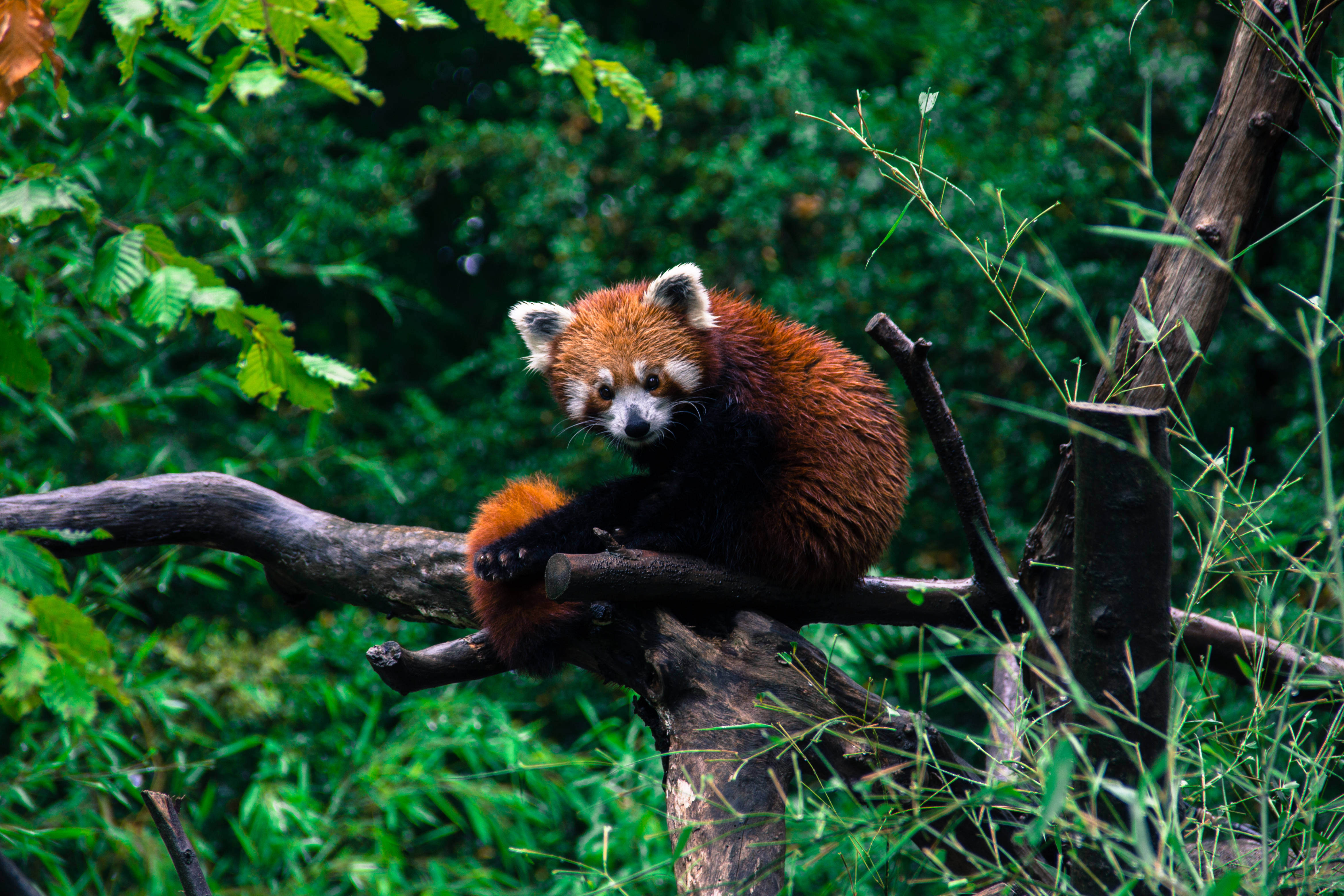 Red Panda 桌布 壁紙 — 一隻小熊貓平靜地棲息在長滿苔蘚的樹枝上，周圍是茂密的綠色樹葉，身處濃密的森林中。