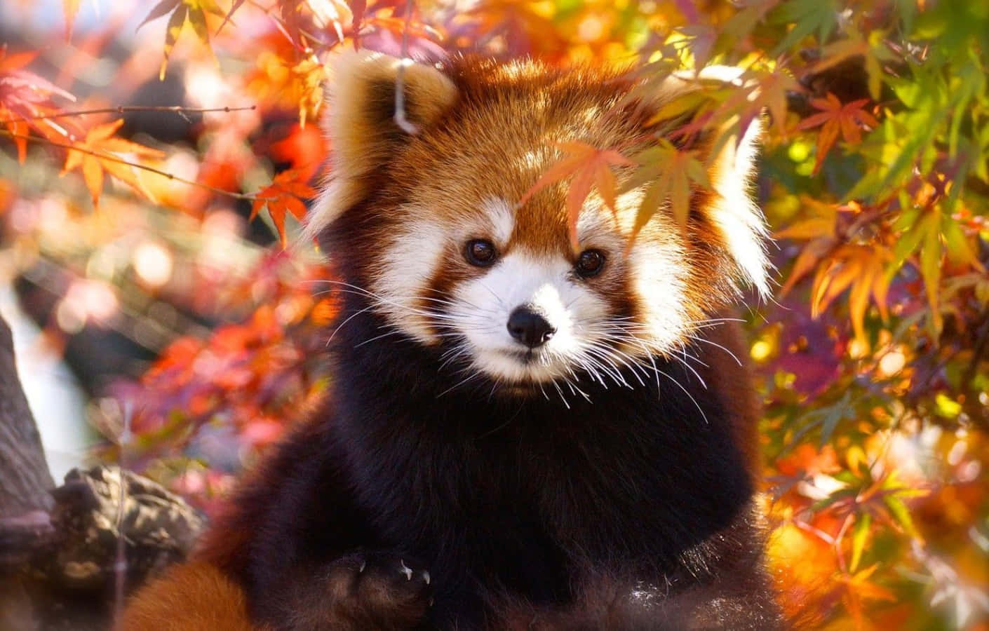 Red Panda 桌布 壁紙 — 一隻小熊貓從沐浴在溫暖金色陽光下的鮮豔秋葉後面好奇地探出頭來。