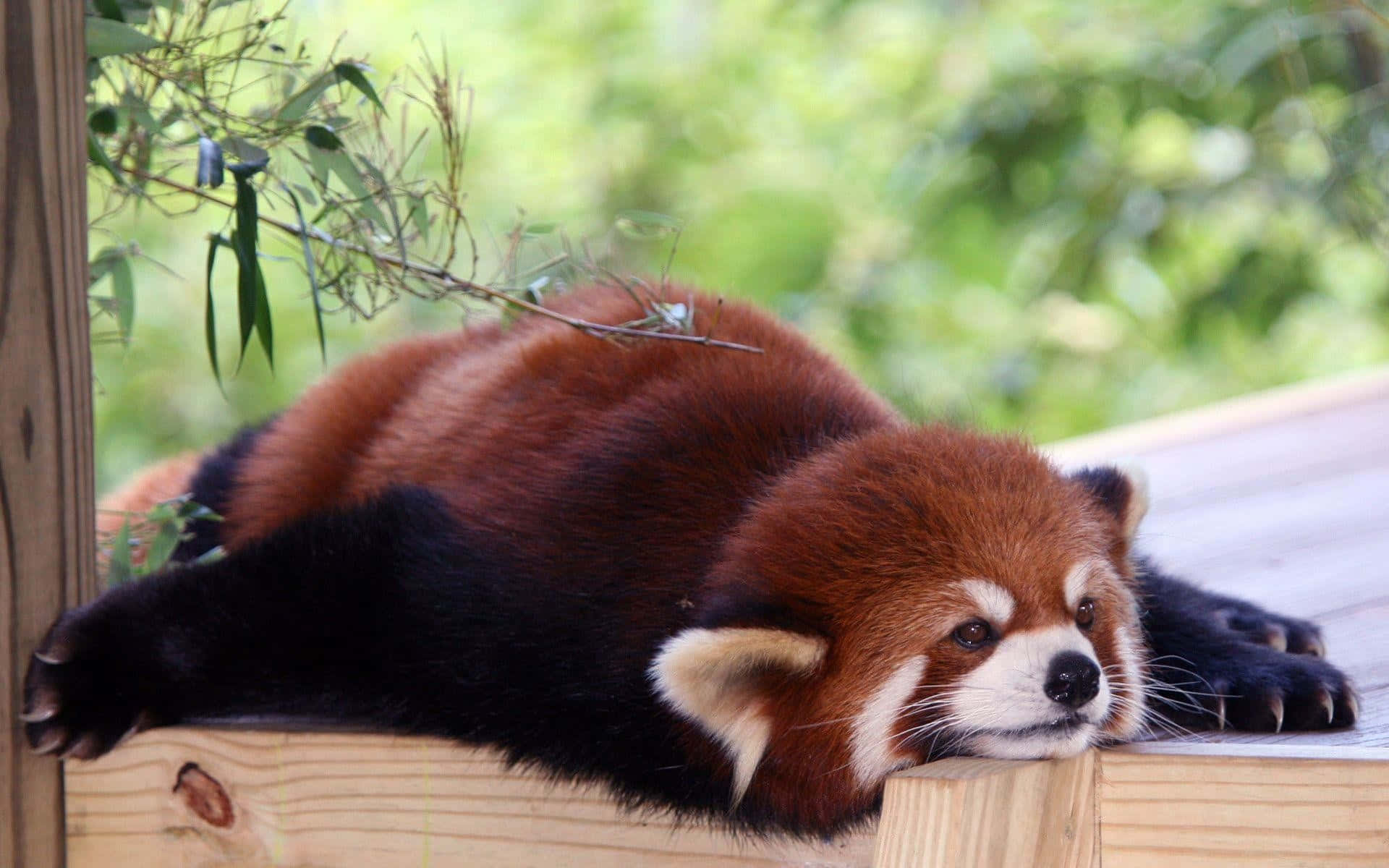 Cute Red Panda 桌布 壁紙 — 一隻小熊貓懶洋洋地躺在木製平台上，周圍是茂密的綠色樹葉。