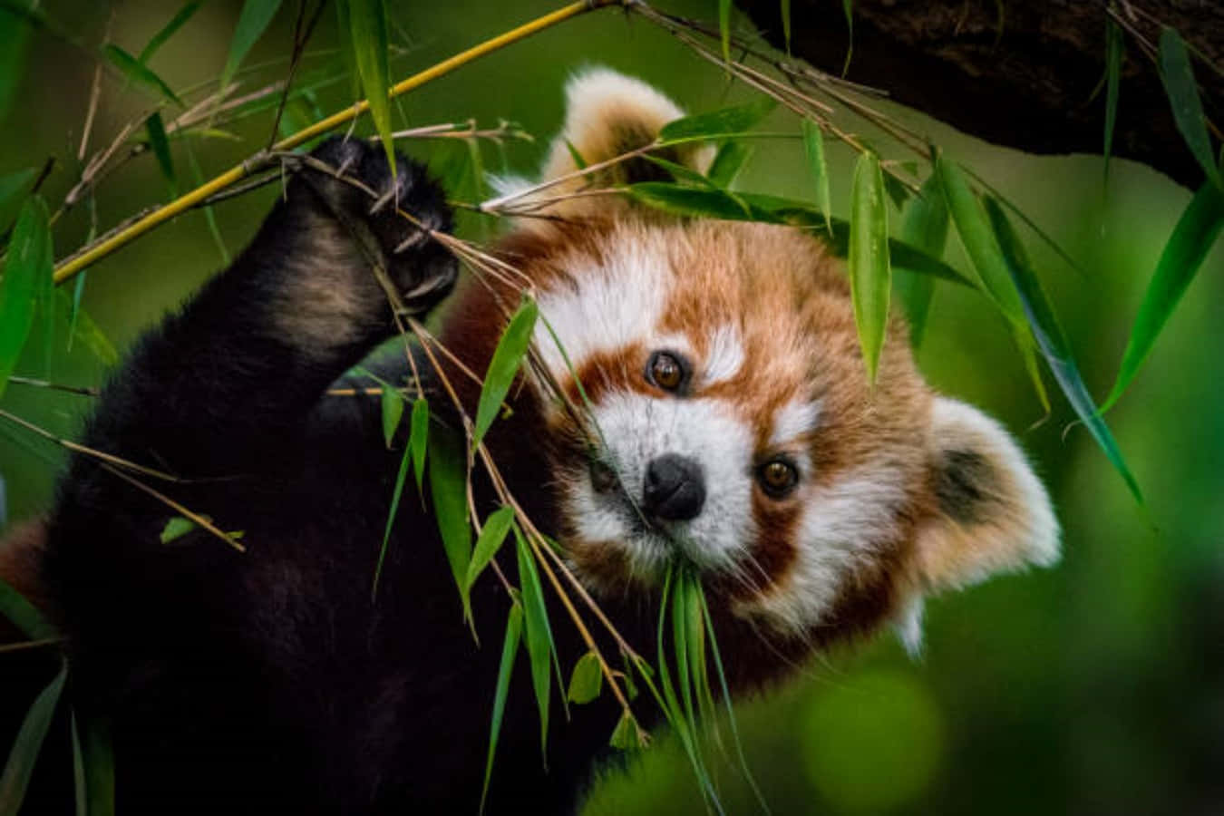 動物 桌布 壁紙 — 一隻小熊貓抓著竹林中的竹枝，在茂密的綠色森林裡，牠好奇的眼睛直視著觀眾。