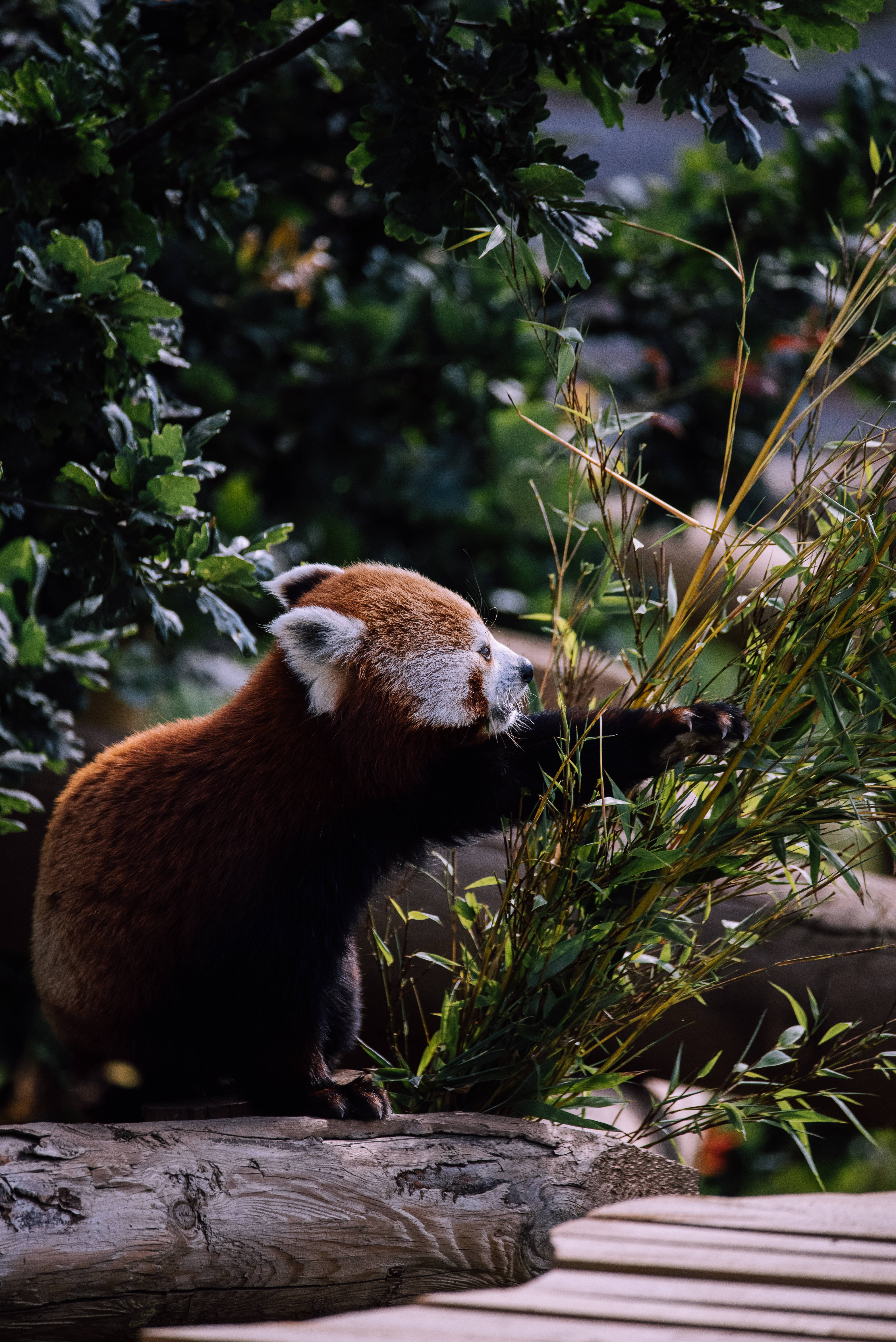 Red Panda 桌布 壁紙 — 一隻小熊貓棲息在木頭上，在茂密的綠葉叢中輕柔地抓著竹莖，身處寧靜的森林環境。