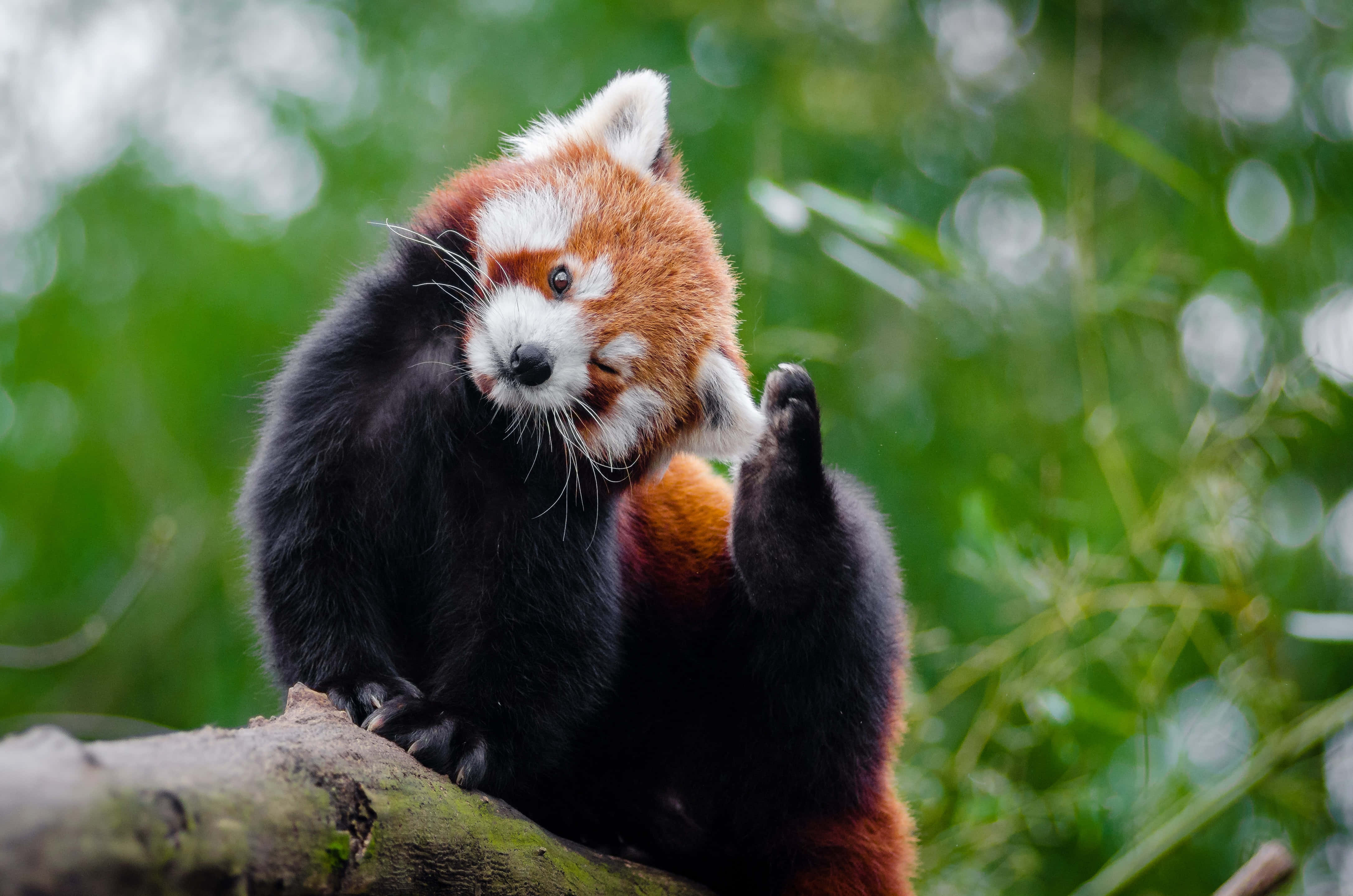 Beautiful Wildlife 桌布 壁紙 — 一隻小熊貓棲息在長滿苔蘚的樹枝上，抬起一隻爪子梳理自己，背景是柔和的綠色模糊森林。