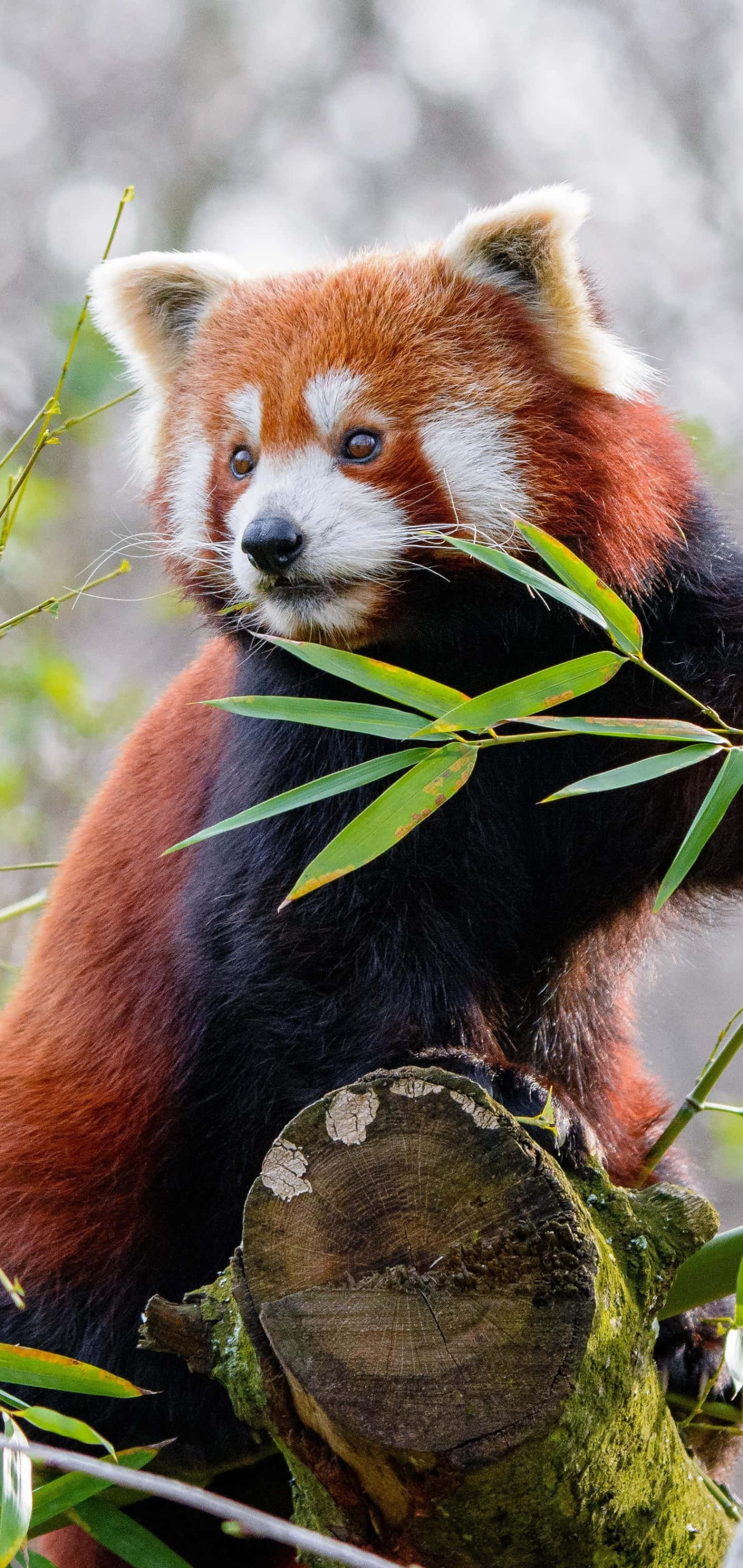 Red Panda 桌布 壁紙 — 一隻小熊貓棲息在長滿苔蘚的樹樁上，周圍是竹葉，背景是柔焦的森林環境。