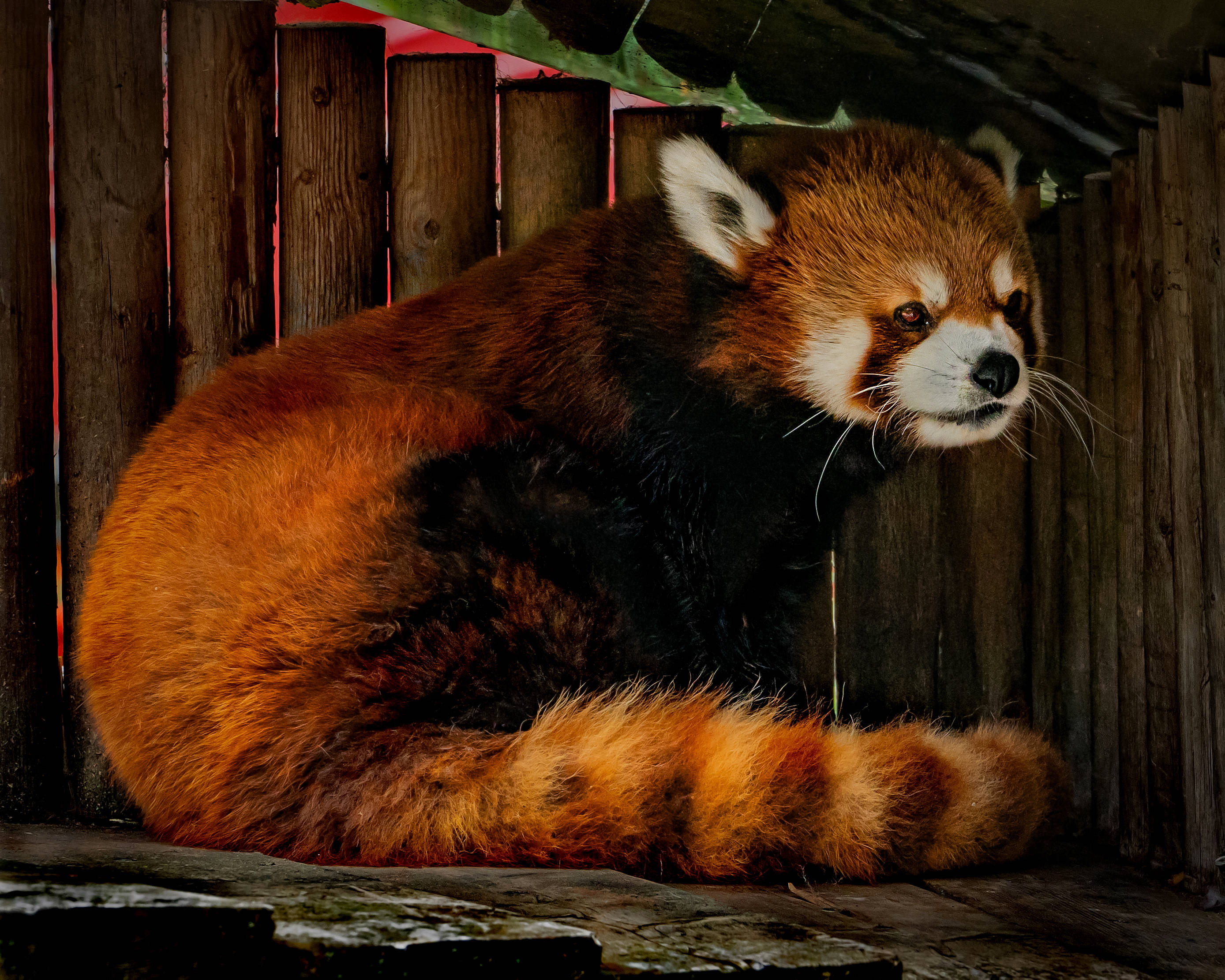 Red Panda 桌布 壁紙 — 一隻小熊貓蜷縮在木製圍欄內，其蓬鬆的橙色毛髮與深色斑紋和警覺的眼睛形成對比。