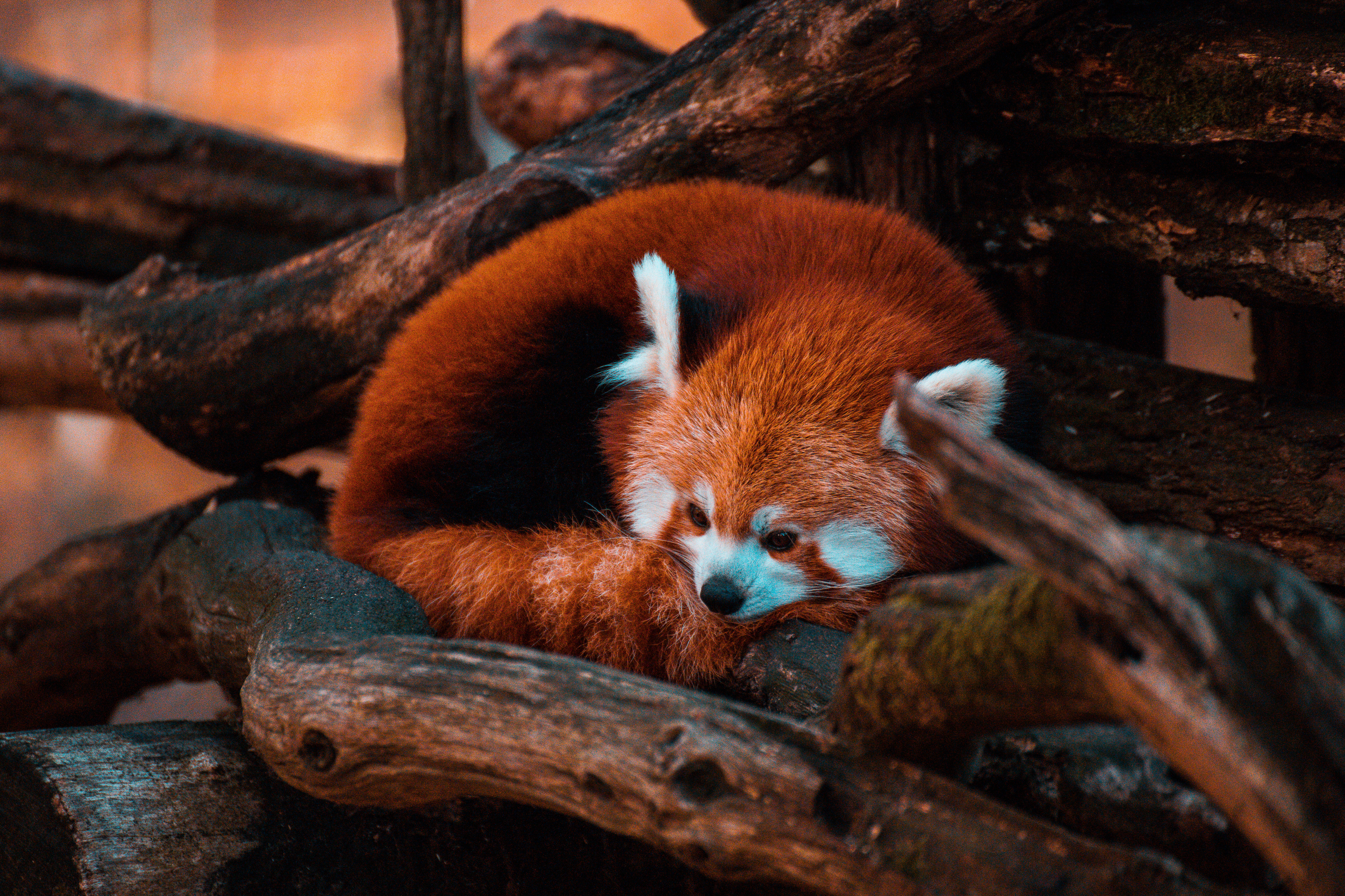 Red Panda 桌布 壁紙 — 一隻小熊貓蜷縮在風化的木頭之間睡覺，柔軟的橙色毛髮和白色尖端的耳朵在溫暖的光線中閃耀。
