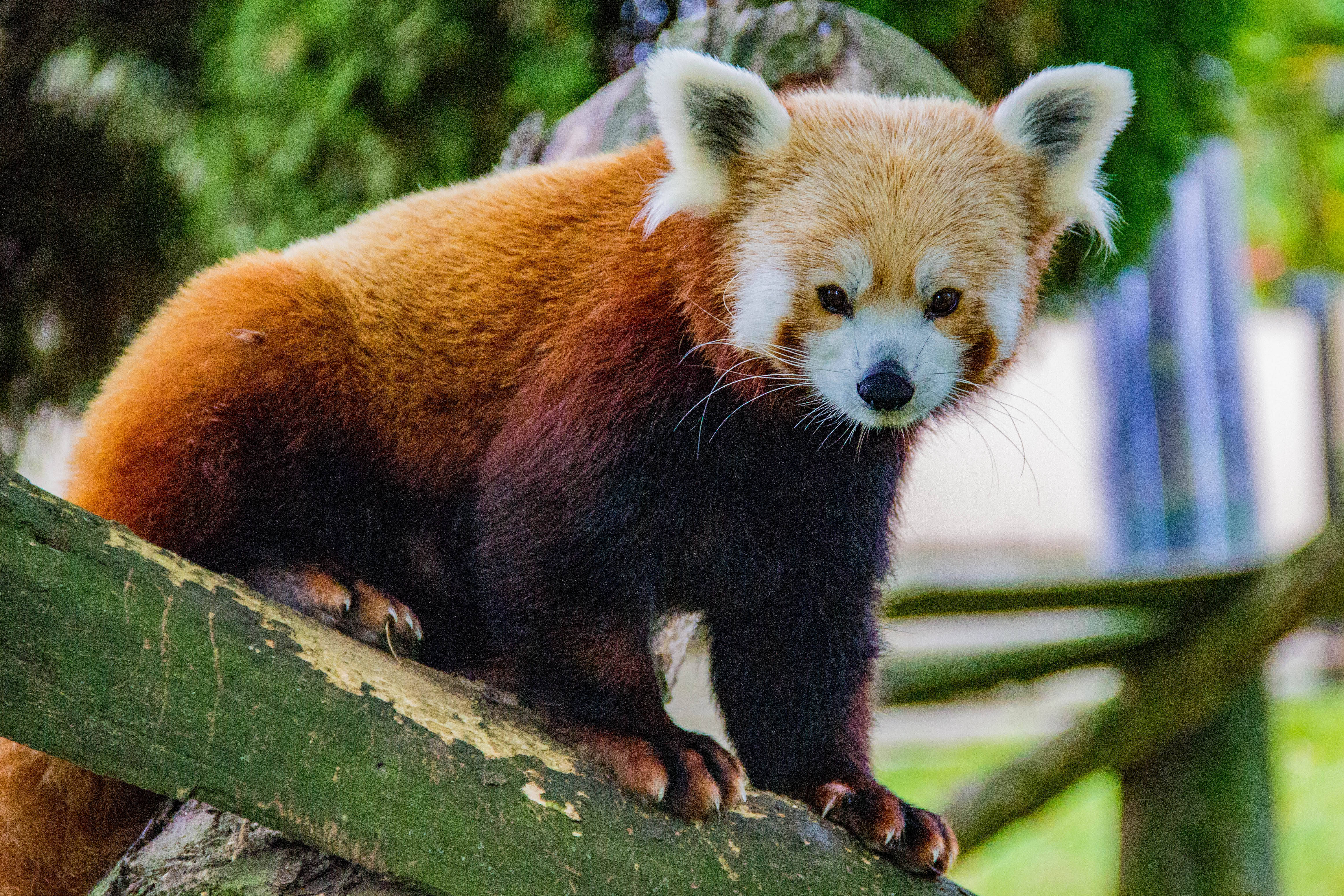 Red Panda 桌布 壁紙 — 一隻小熊貓警覺地棲息在一根長滿苔蘚的木樑上，身後是柔和模糊的茂密綠葉。