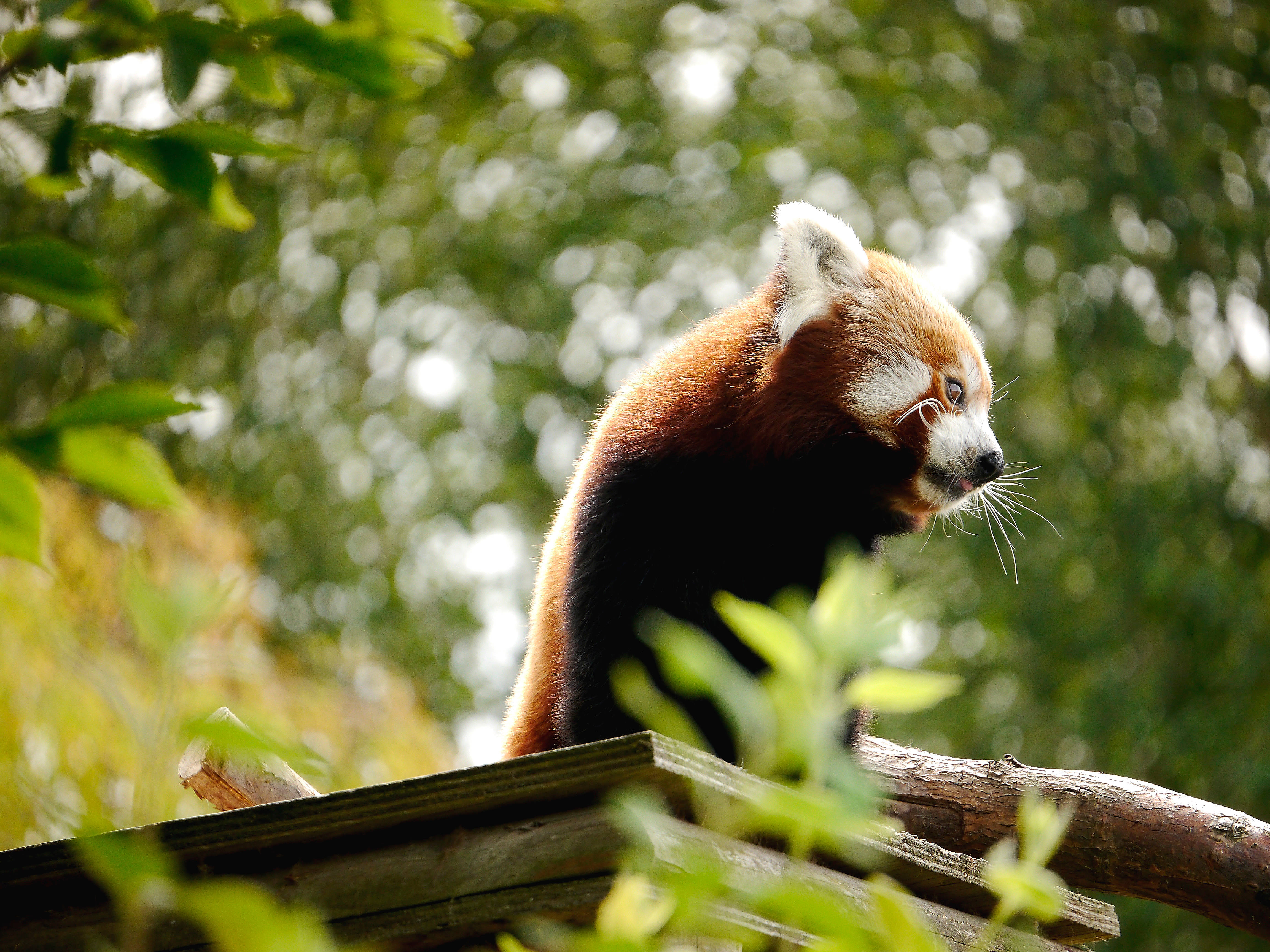 Red Panda 桌布 壁紙 — 一隻小熊貓警覺地棲息在木枝上，周圍是茂密的綠色樹葉，在柔和自然光下。
