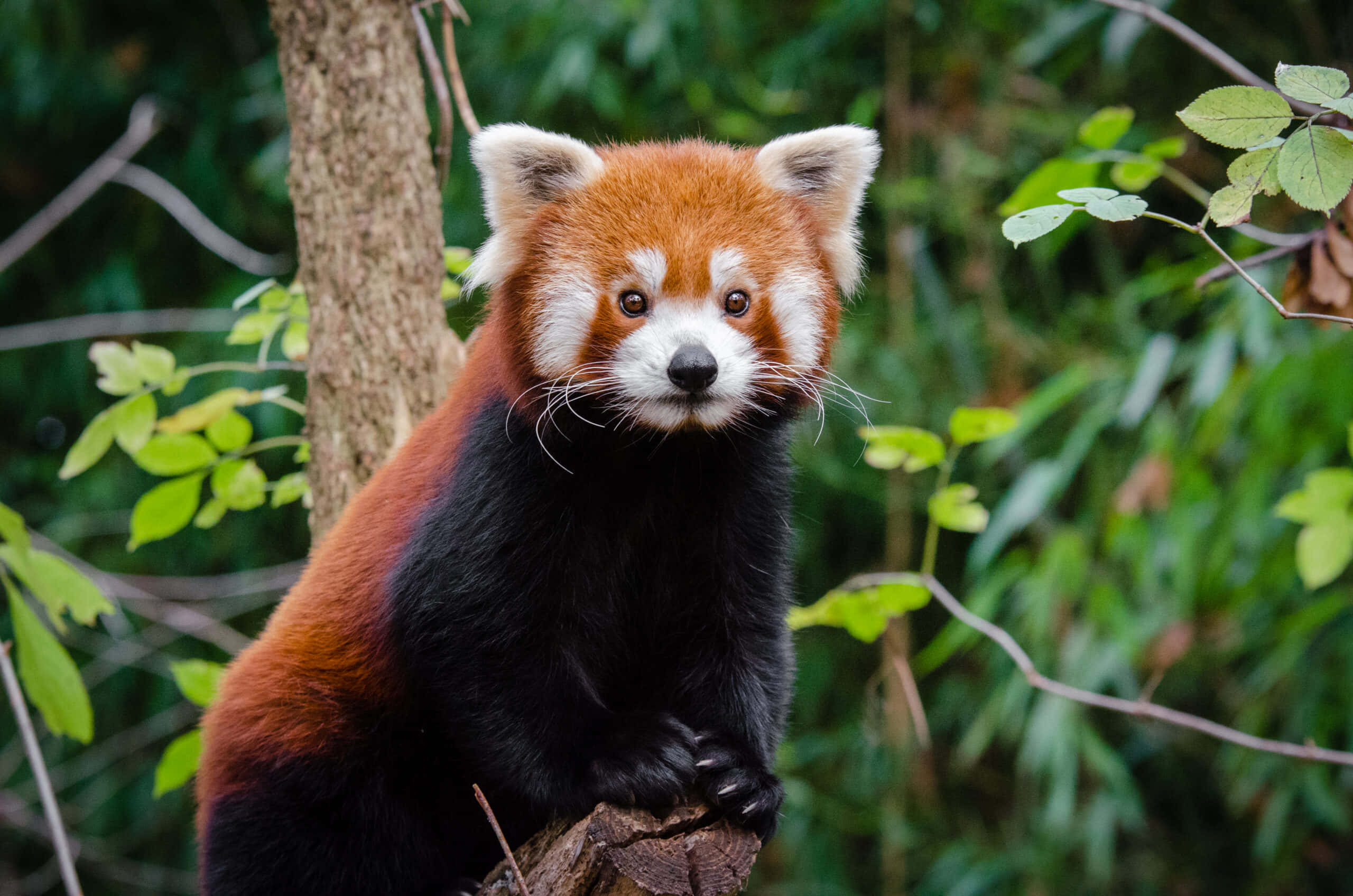 動物 桌布 壁紙 — 一隻小熊貓警覺地棲息在樹枝上，周圍是茂密的綠色樹葉。