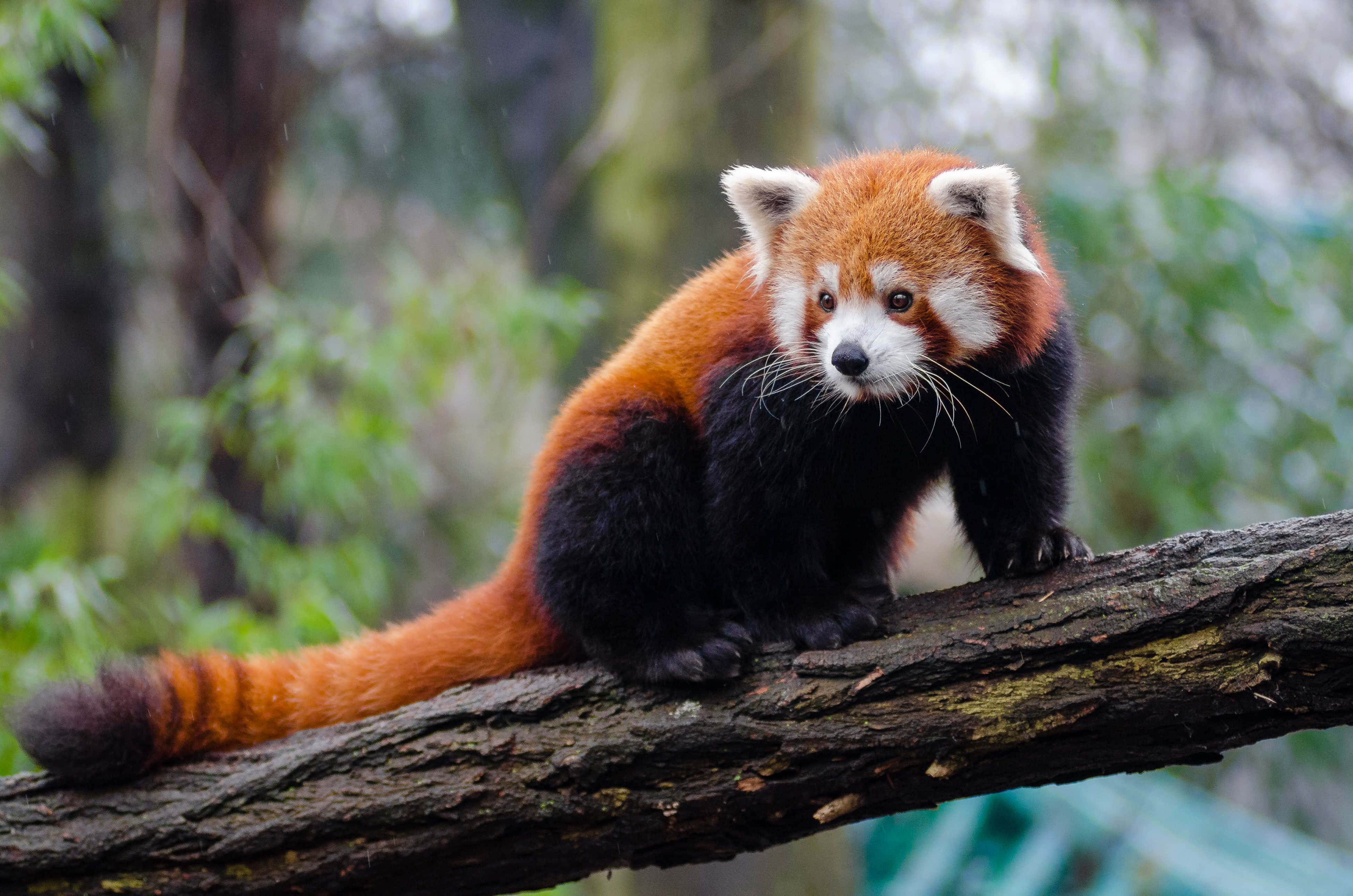 Red Panda 桌布 壁紙 — 一隻小熊貓警覺地棲息在長滿苔蘚的樹枝上，身處茂密的綠色森林中，其蓬鬆的橙色和黑色毛髮與模糊的樹葉形成對比。