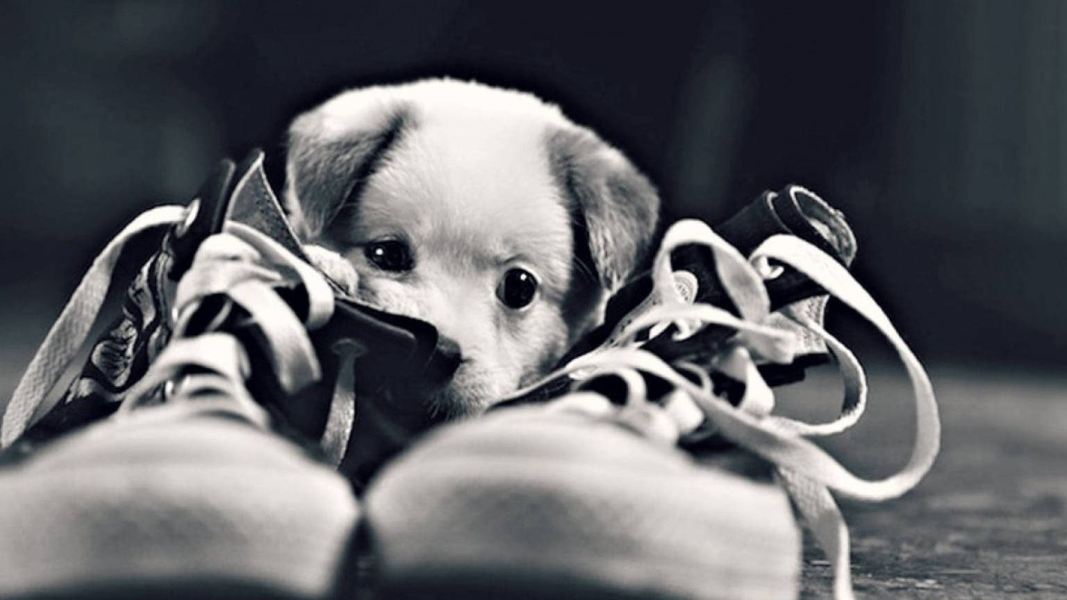 Cute Black And White 桌布 壁紙 — 一隻小狗狗好奇地從一對運動鞋之間探出頭來，黑白特寫。