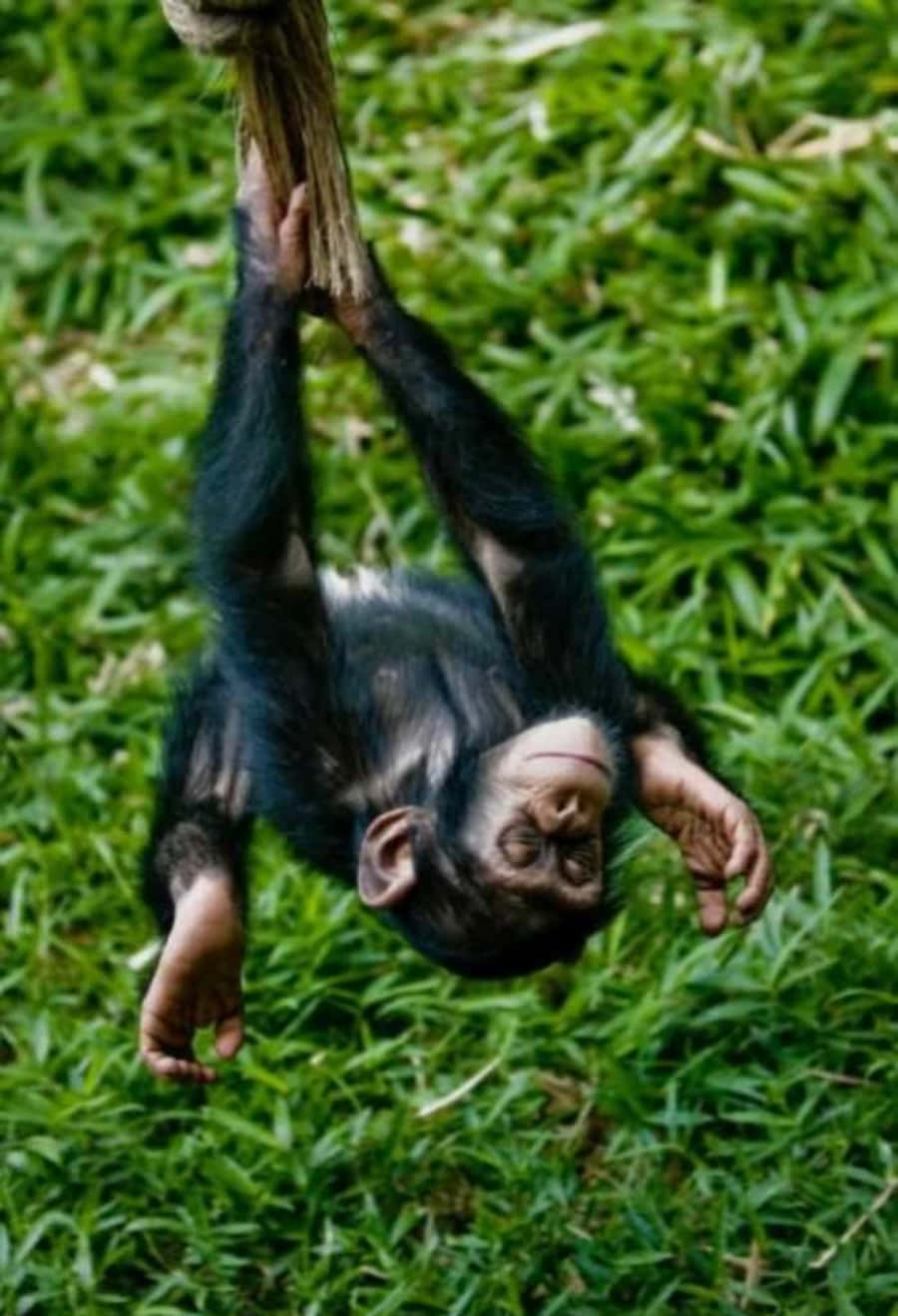 Upside Down 桌布 壁紙 — 一隻小猩猩倒掛在繩子上，表情平靜，背景是茂密的綠色草地。
