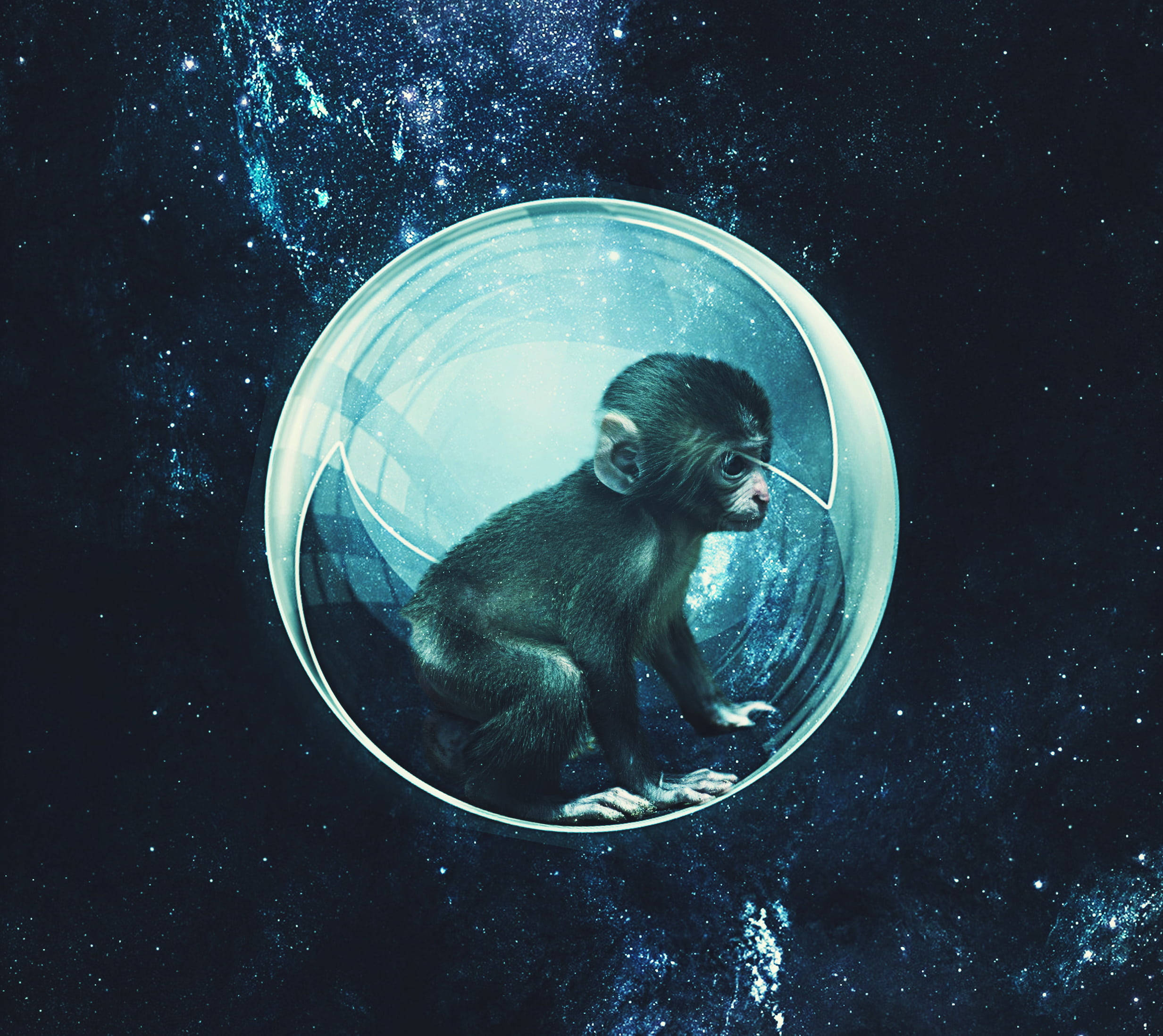 猴子 桌布 壁紙 — 一隻小猴子坐在一個透明氣泡內，漂浮在佈滿星星的宇宙虛空中，周圍有發光的星雲。