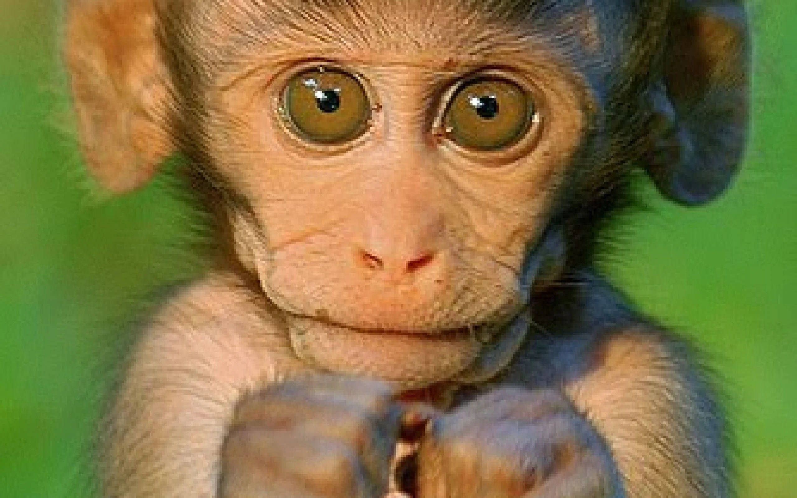 Funny Monkey 桌布 壁紙 — 一隻小猴子的特寫，有著寬闊好奇的眼睛和小手緊握，背景是柔和的綠色。