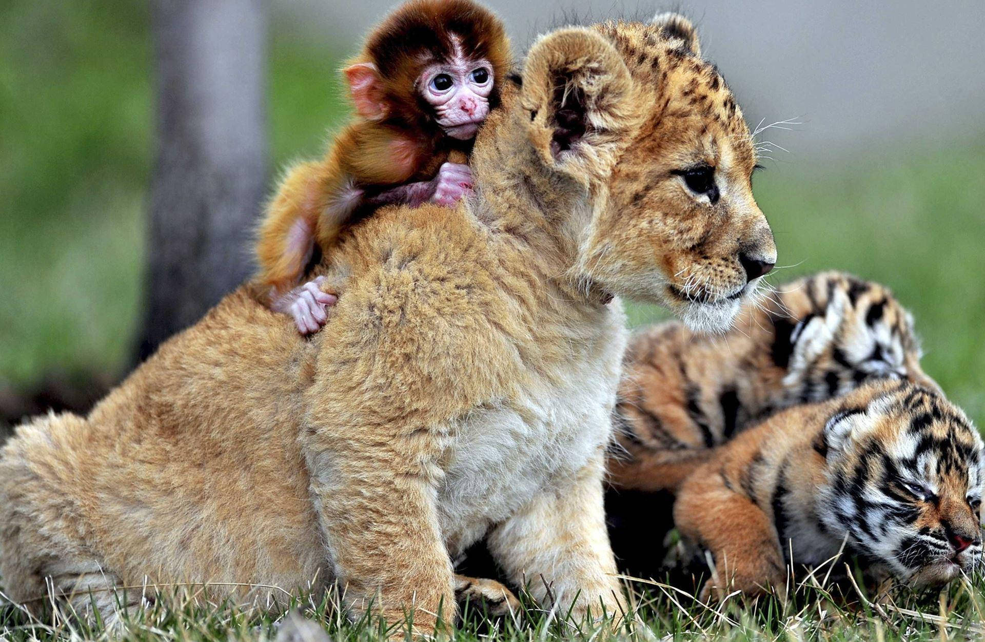 Baby Monkey 桌布 壁紙 — 一隻小猴子騎在獅子幼崽的背上，而老虎幼崽則在附近的草地上休息。