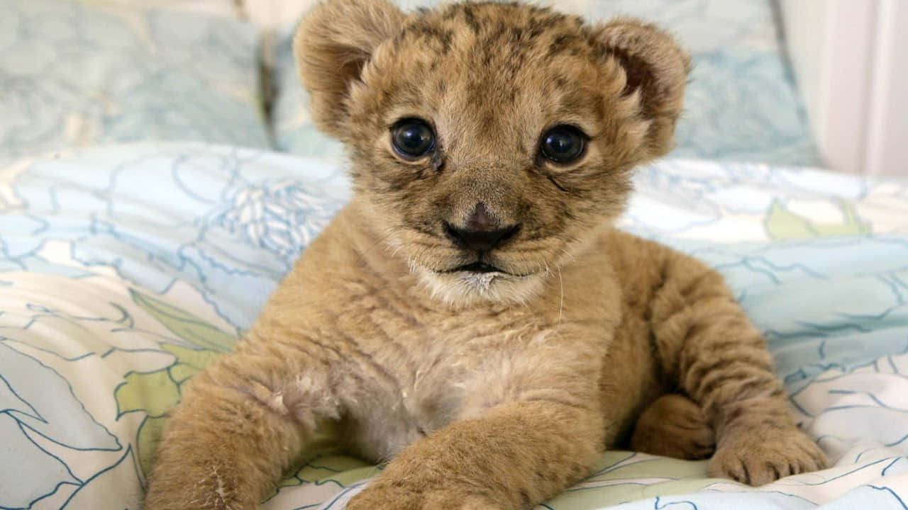 Baby Lion 桌布 壁紙 — 一隻小獅子寶寶，有著大大的黑色眼睛，可愛地坐在花紋床罩上，直視鏡頭。