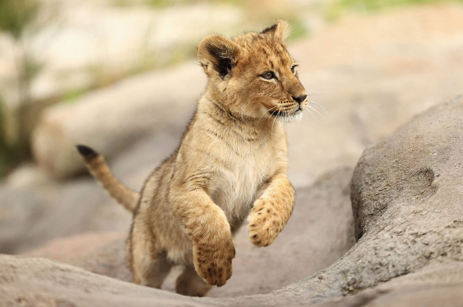 Baby Lion 桌布 壁紙 — 一隻小獅子幼崽帶著專注的決心和柔軟的金色毛髮，在岩石地形上騰空跳躍。