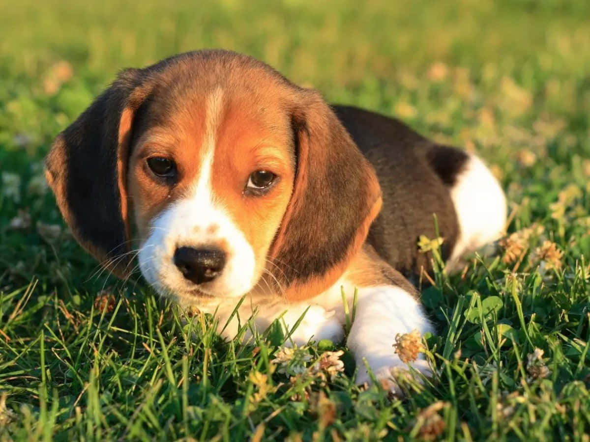 一隻小獵犬躺在草地上 壁紙