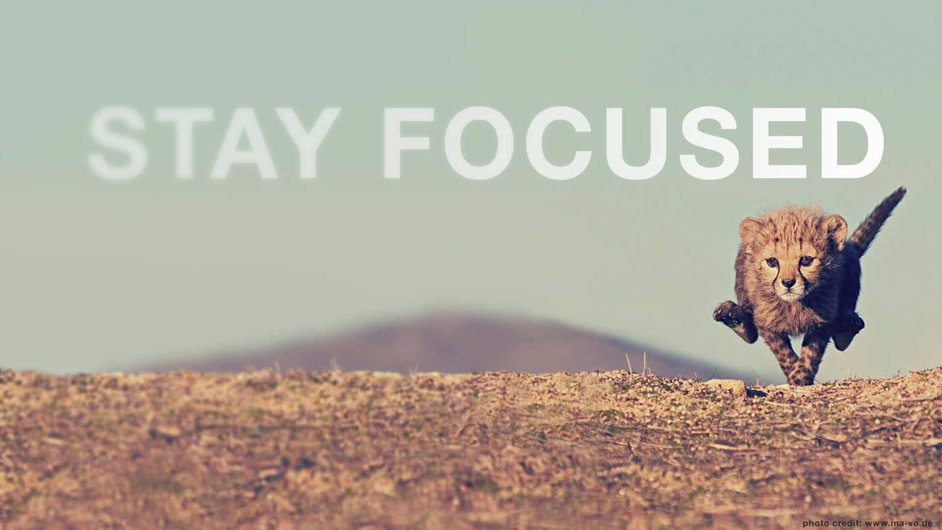 Focus 桌布 壁紙 — 一隻小獵豹幼崽在乾草上奔跑，上方有「STAY FOCUSED」文字，背景是朦朧的天空。